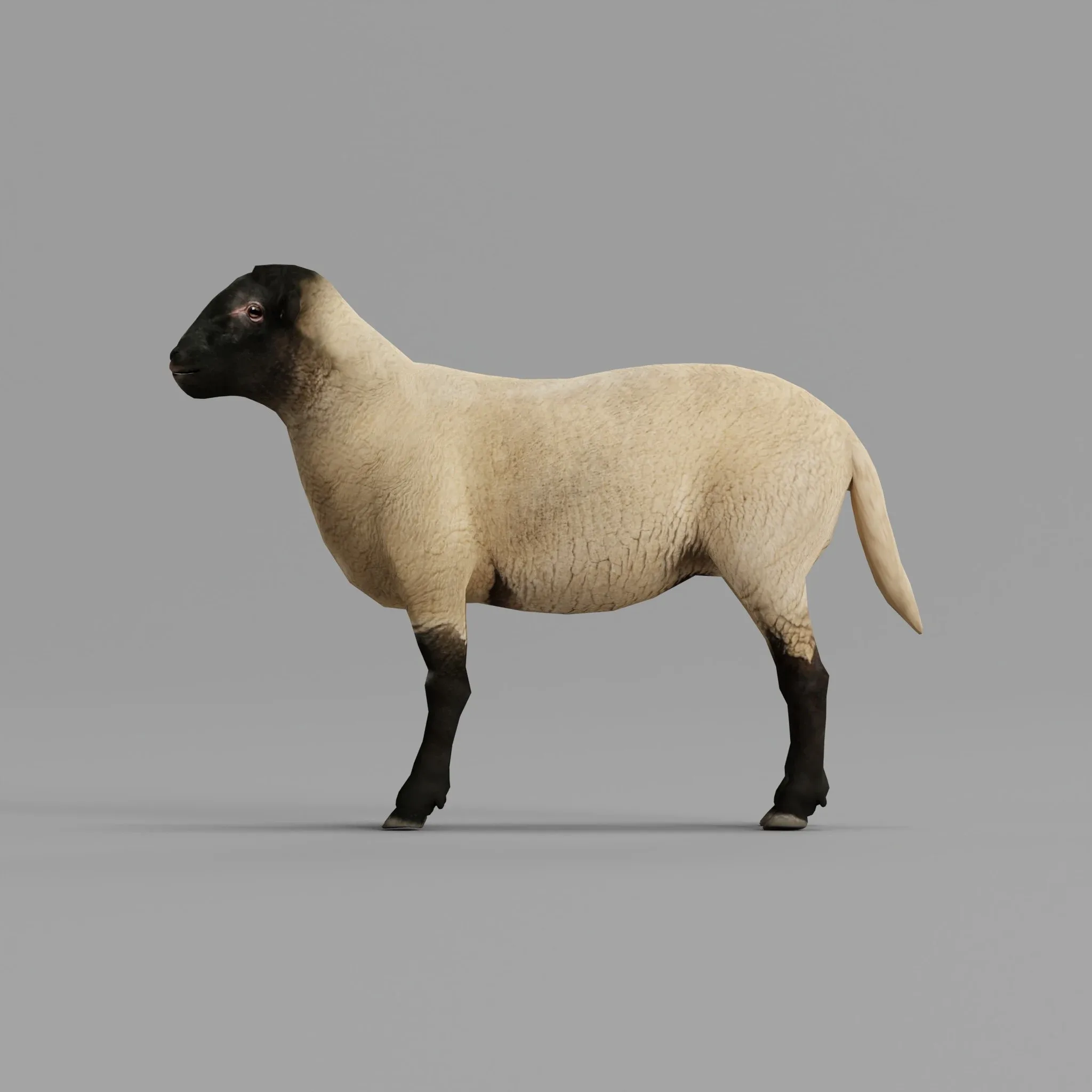 Suffolk Sheep Animal