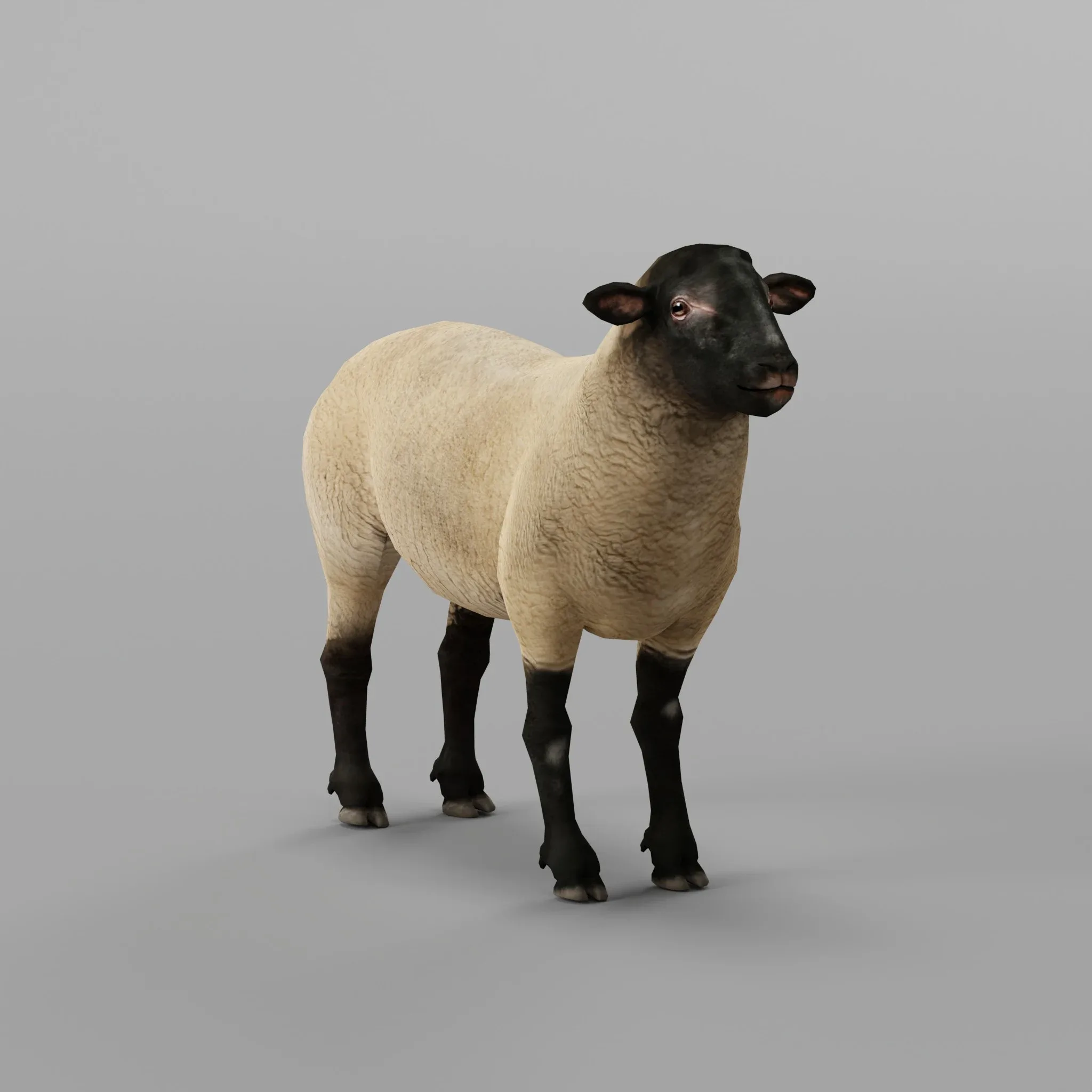 Suffolk Sheep Animal