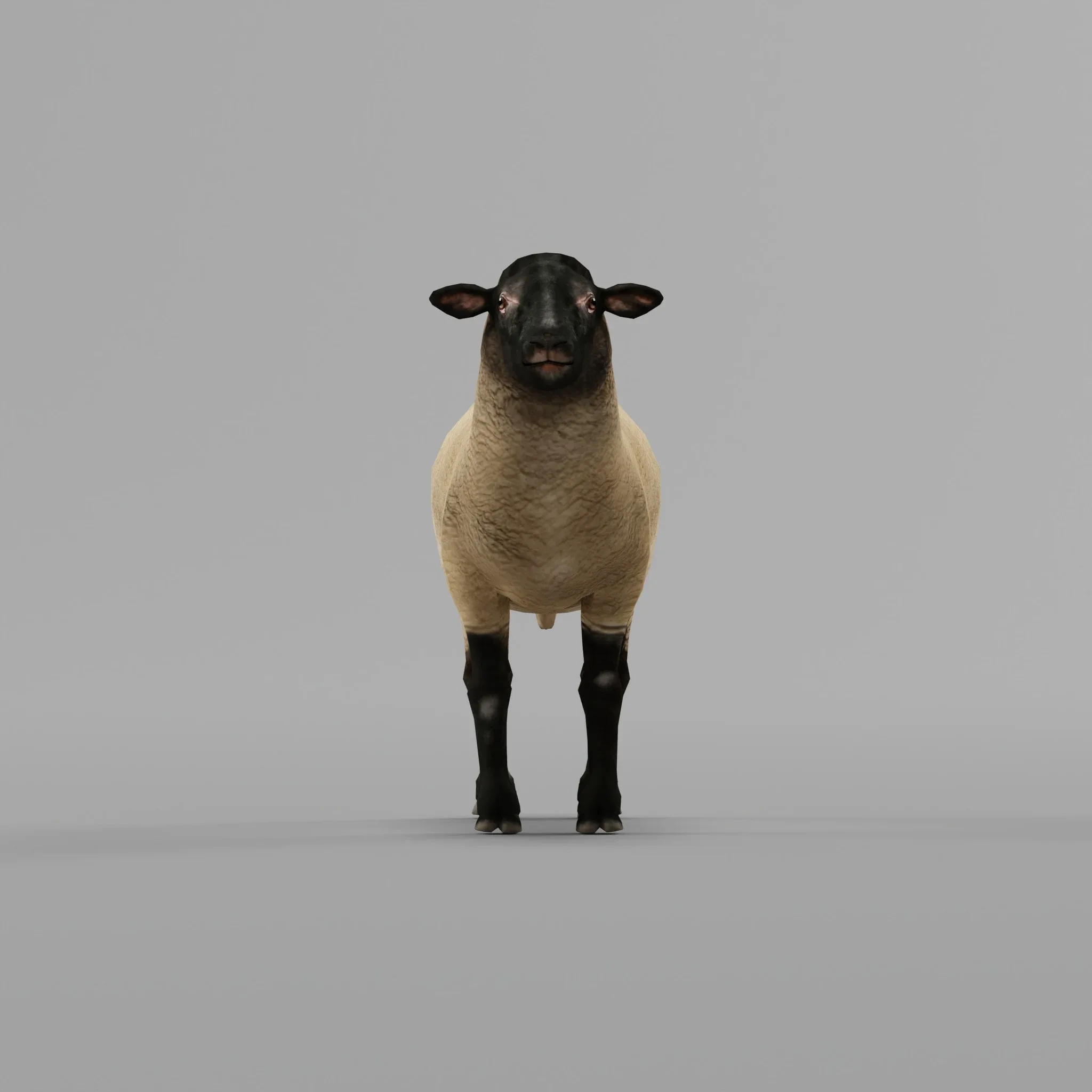 Suffolk Sheep Animal