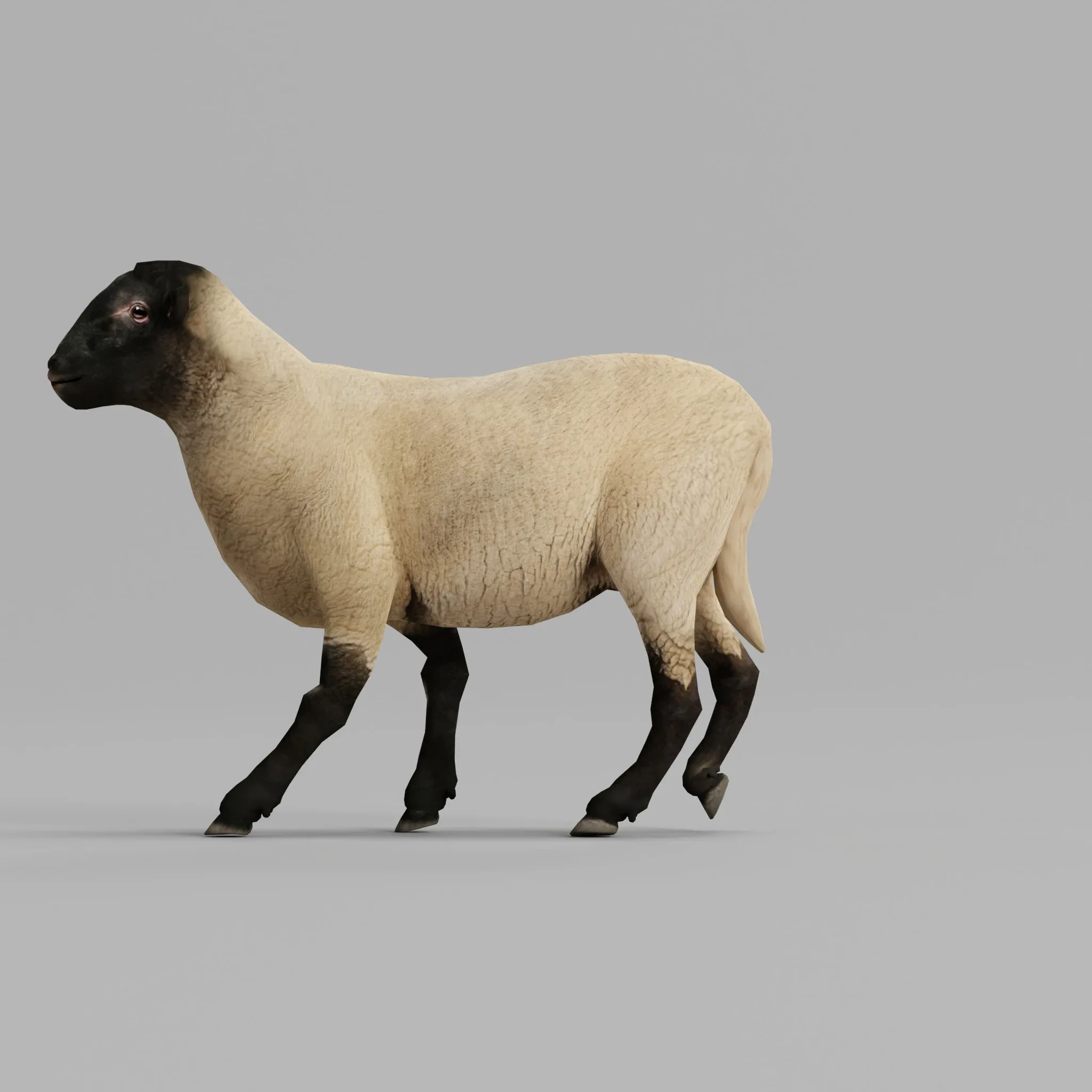 Suffolk Sheep Animal