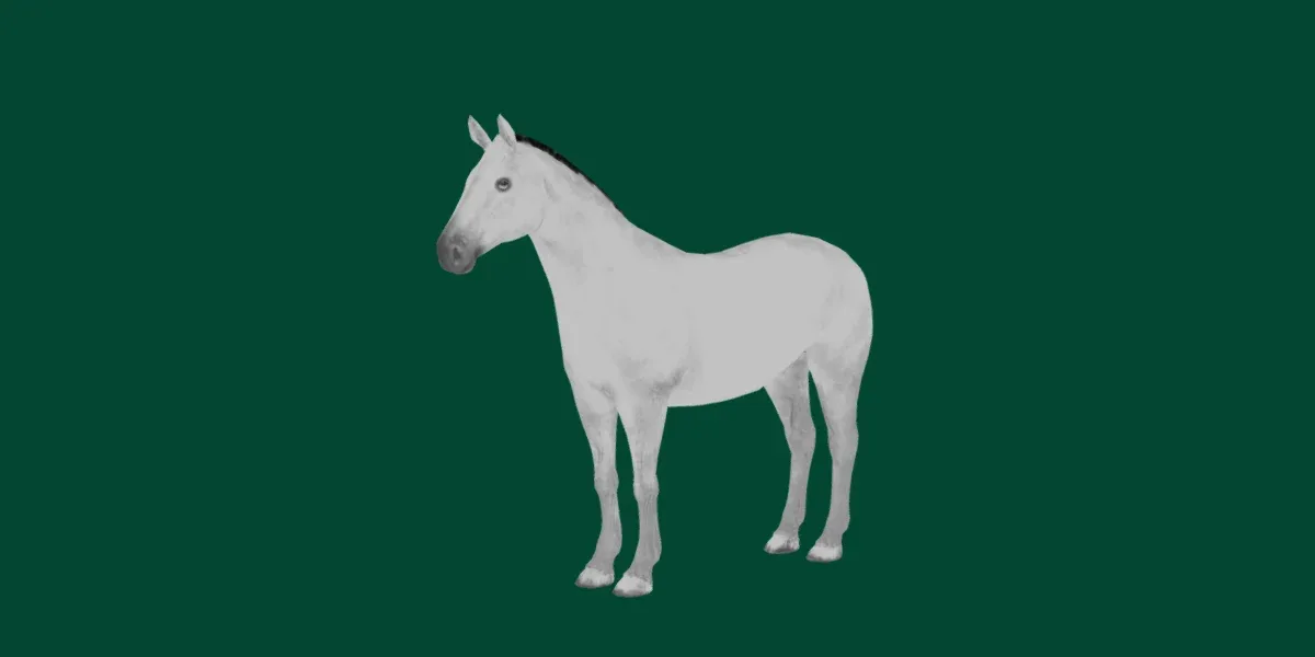 American Quarter Horse Animals