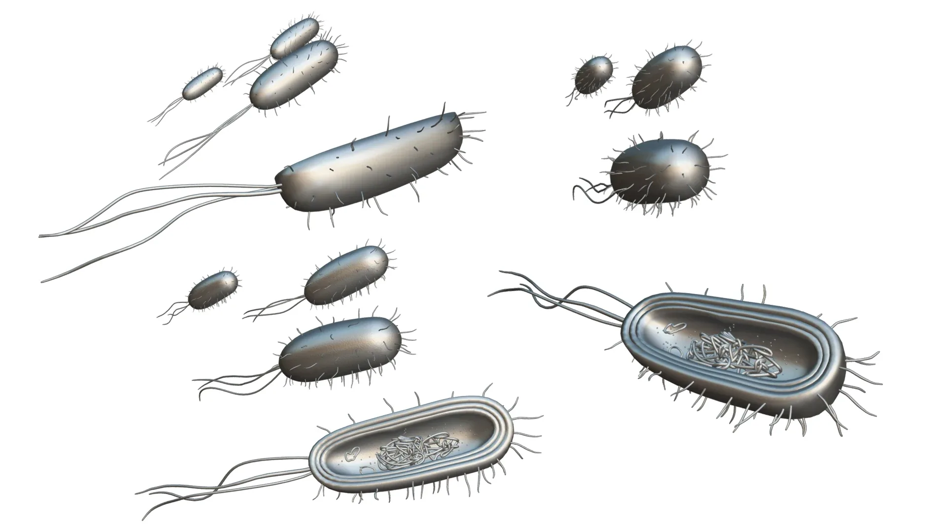 Prokaryotic Bacteria Cell Anatomy