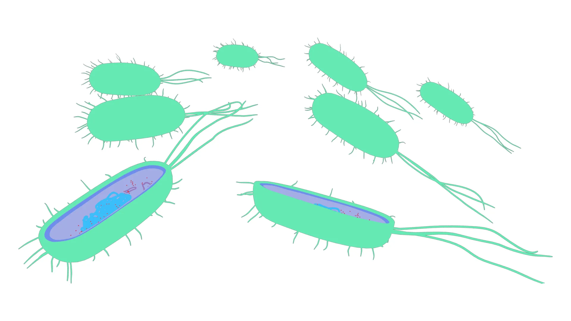 Prokaryotic Bacteria Cell Anatomy