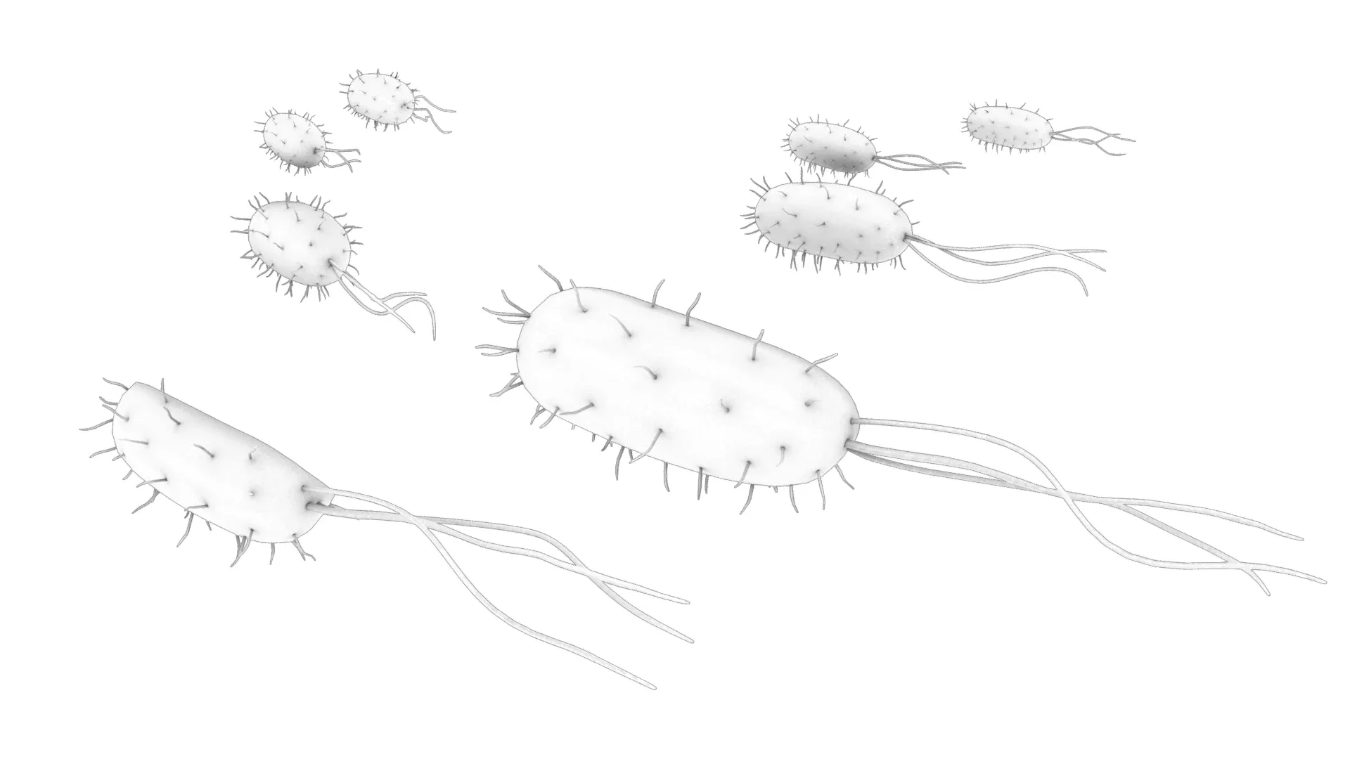 Prokaryotic Bacteria Cell Anatomy