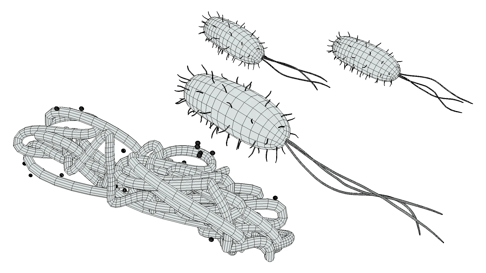 Prokaryotic Bacteria Cell Anatomy