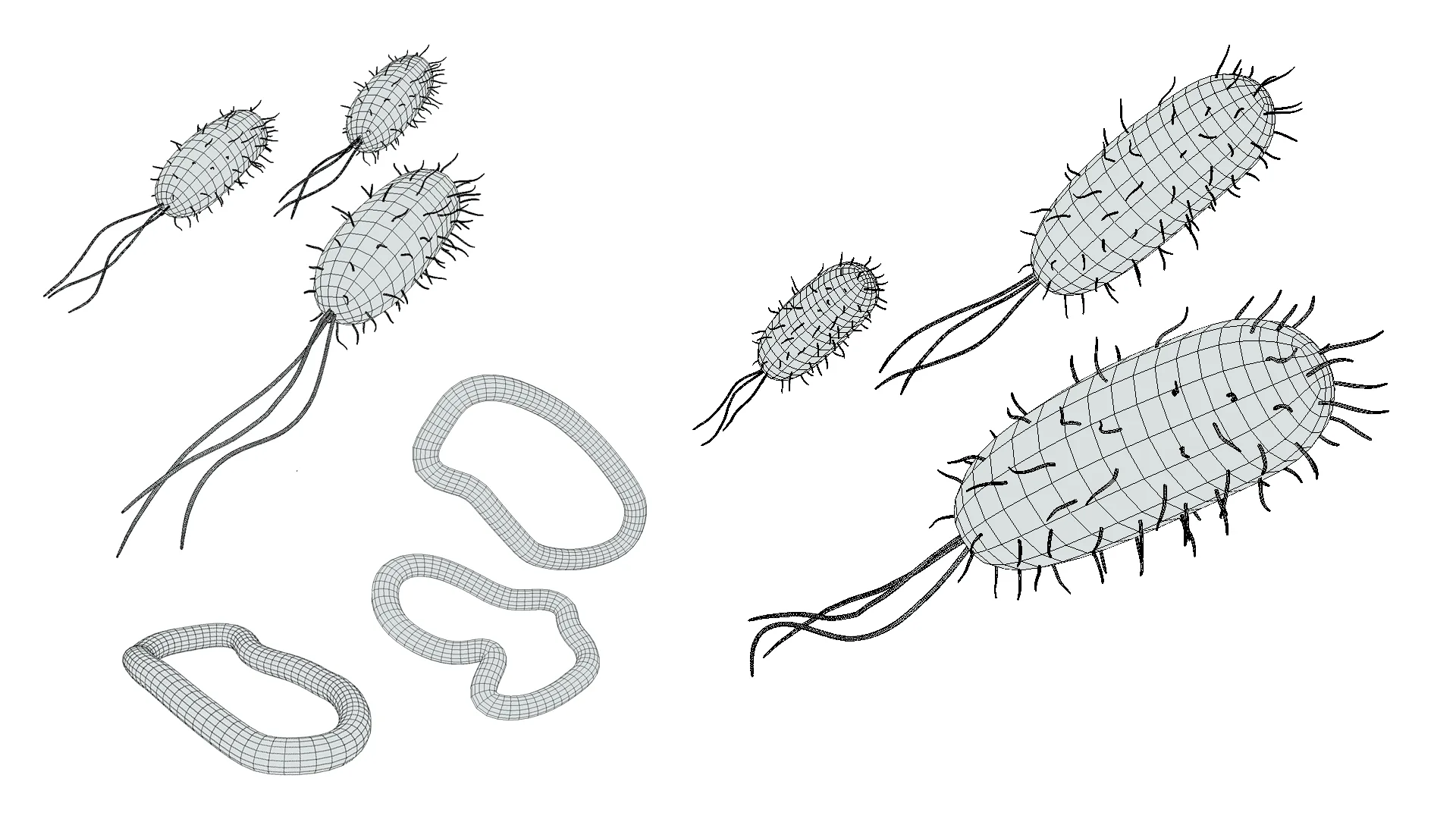 Prokaryotic Bacteria Cell Anatomy