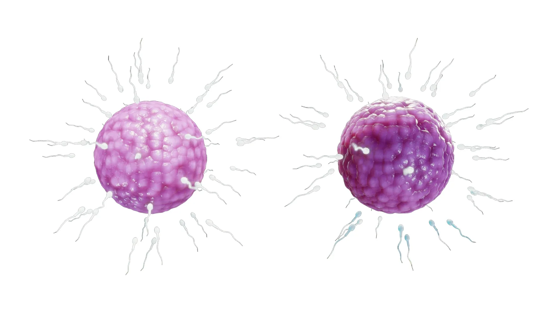 Human Fertilization of Sperm and Egg cell (Ovum)