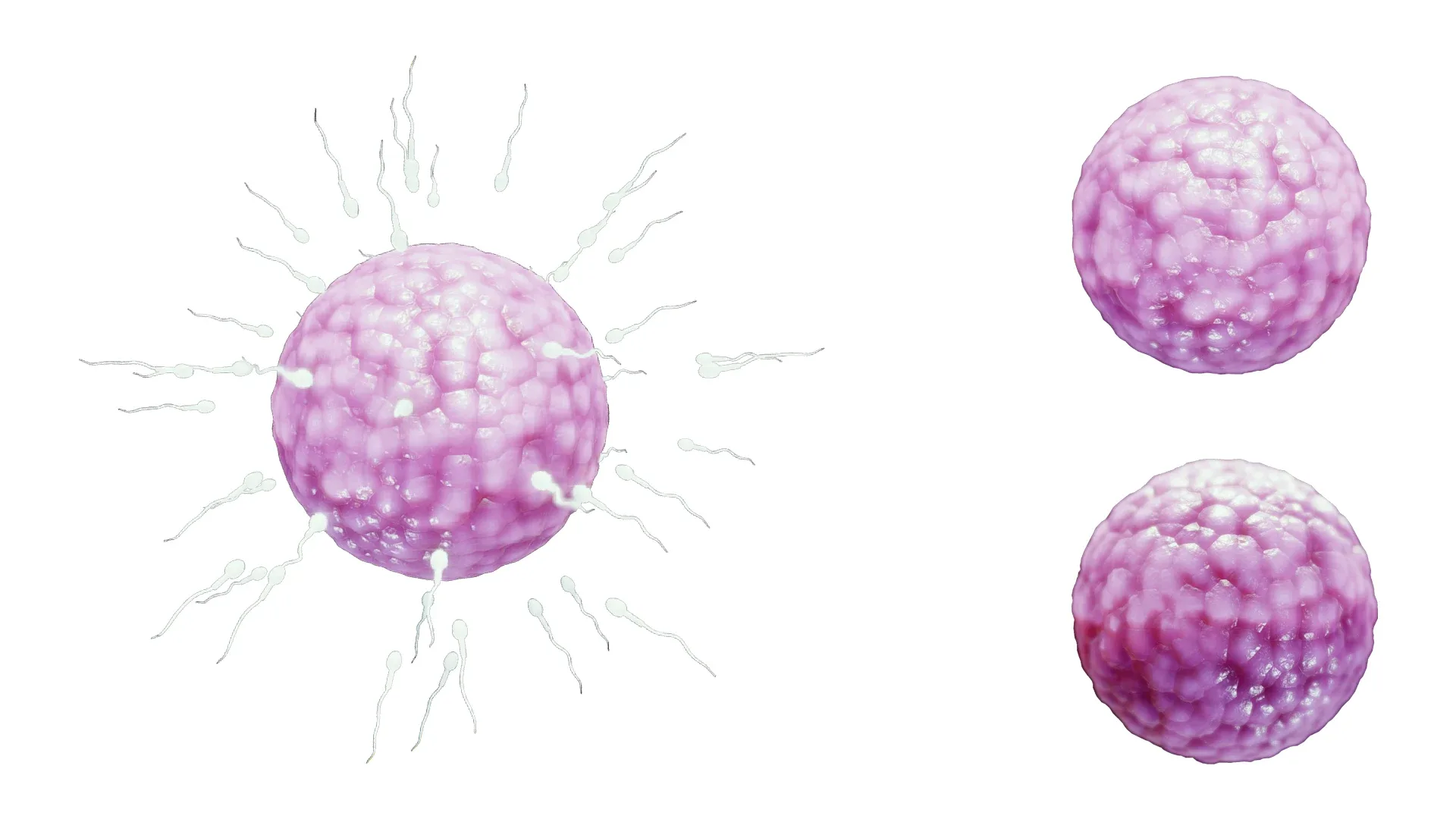 Human Fertilization of Sperm and Egg cell (Ovum)