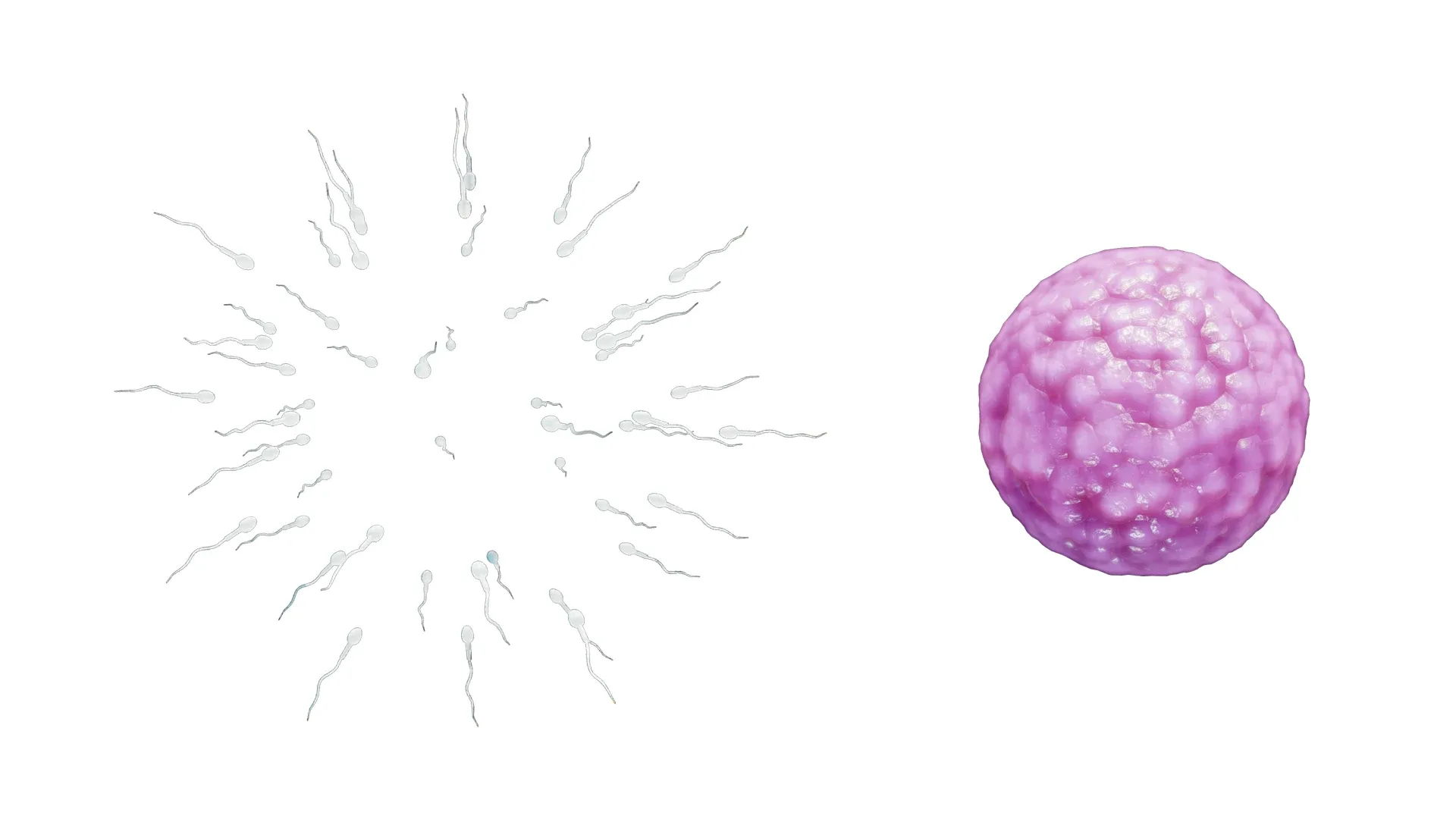 Human Fertilization of Sperm and Egg cell (Ovum)