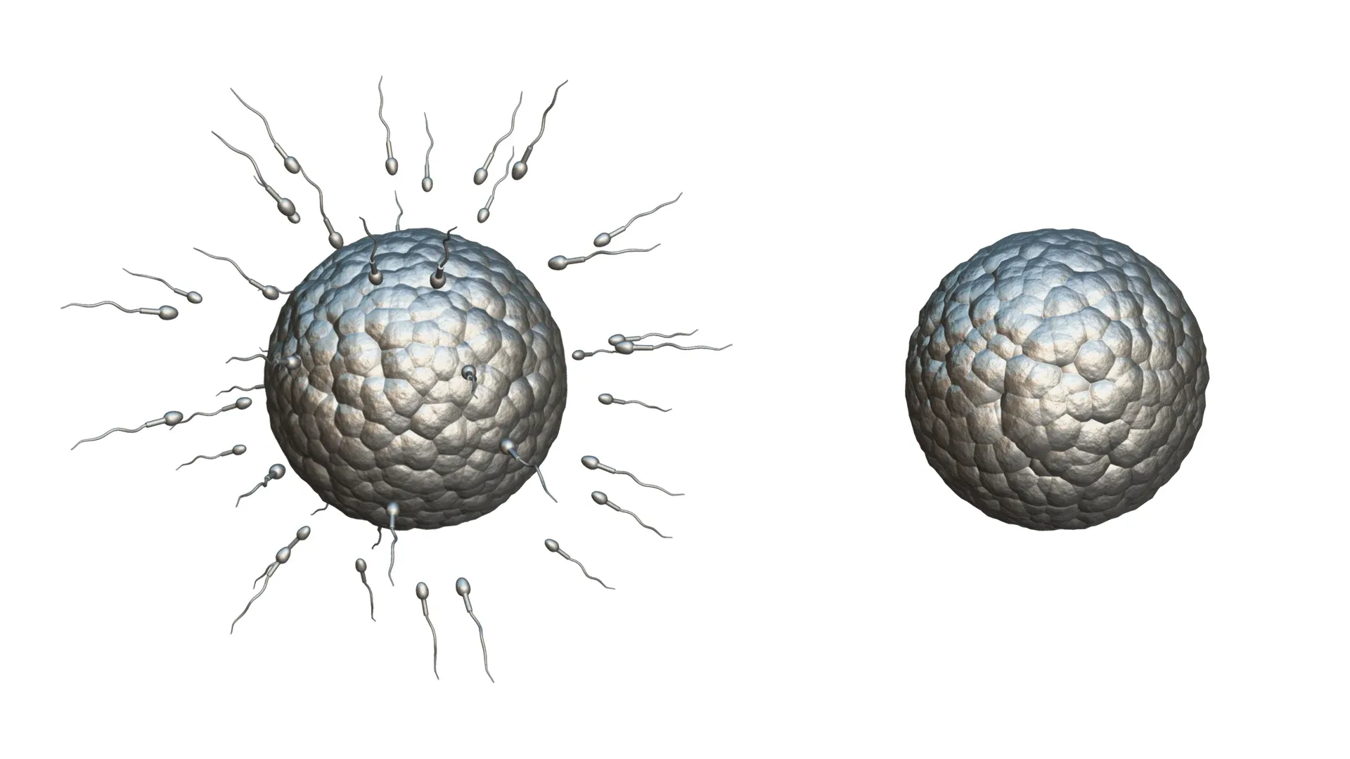 Human Fertilization of Sperm and Egg cell (Ovum)