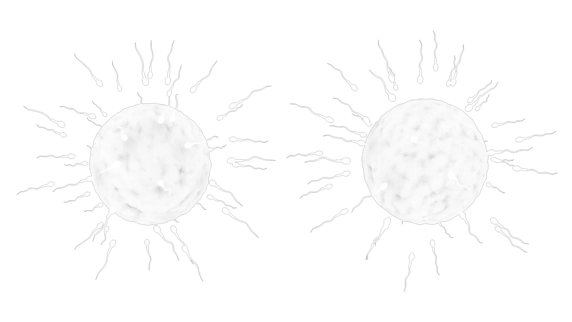 Human Fertilization of Sperm and Egg cell (Ovum)