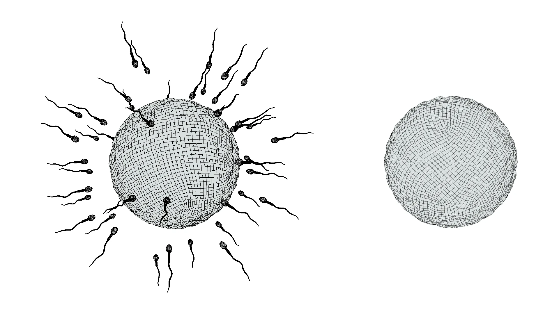 Human Fertilization of Sperm and Egg cell (Ovum)