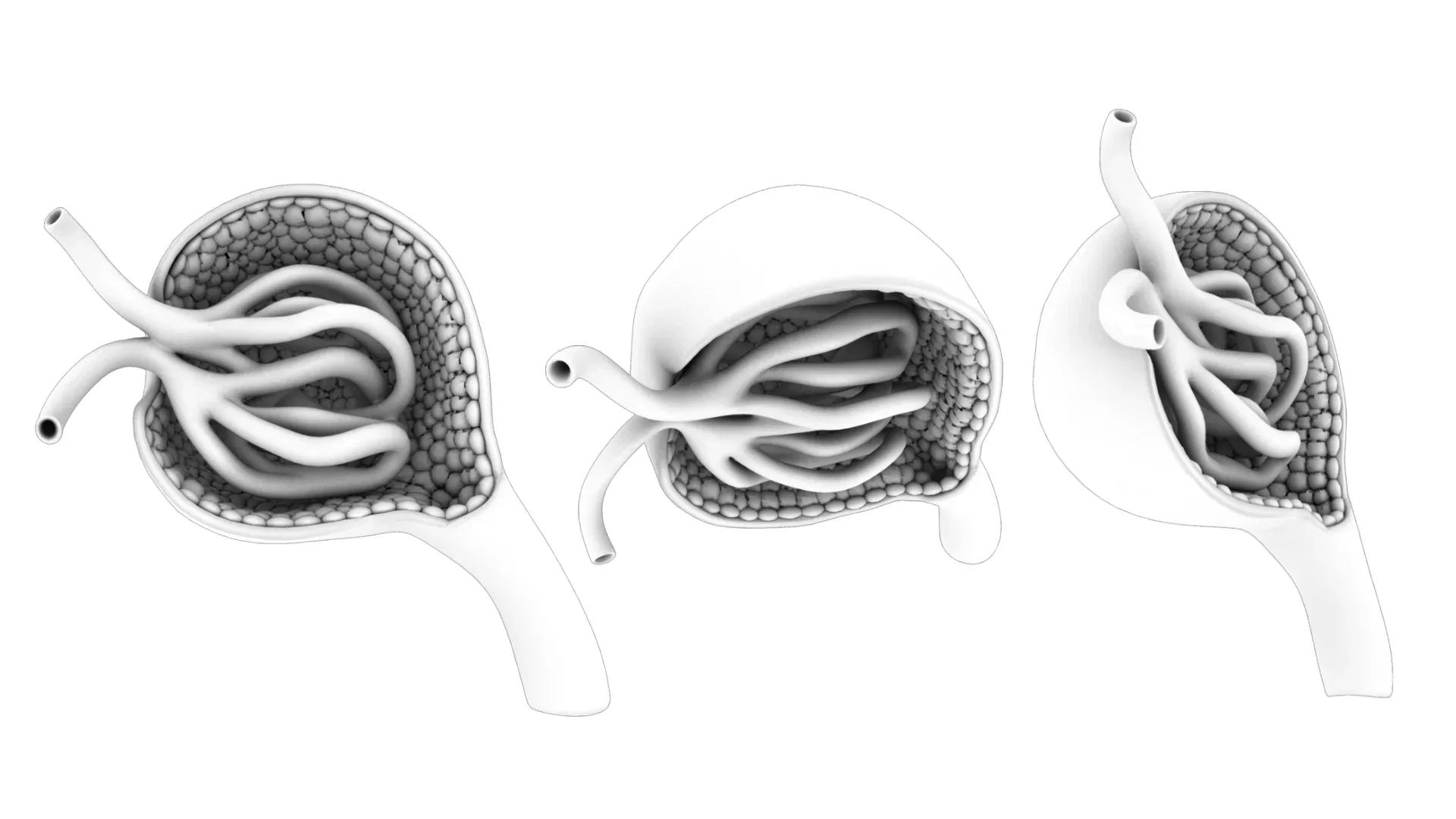 Glomerulus Anatomy