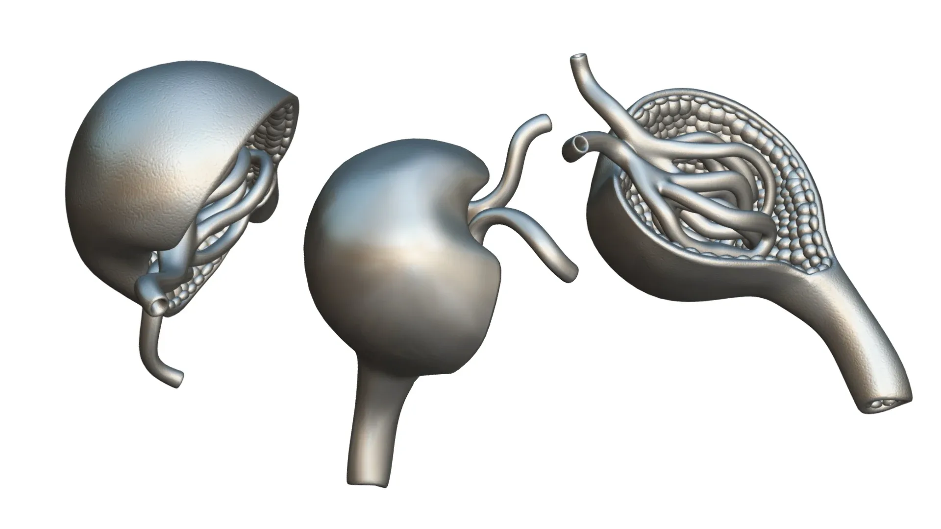 Glomerulus Anatomy