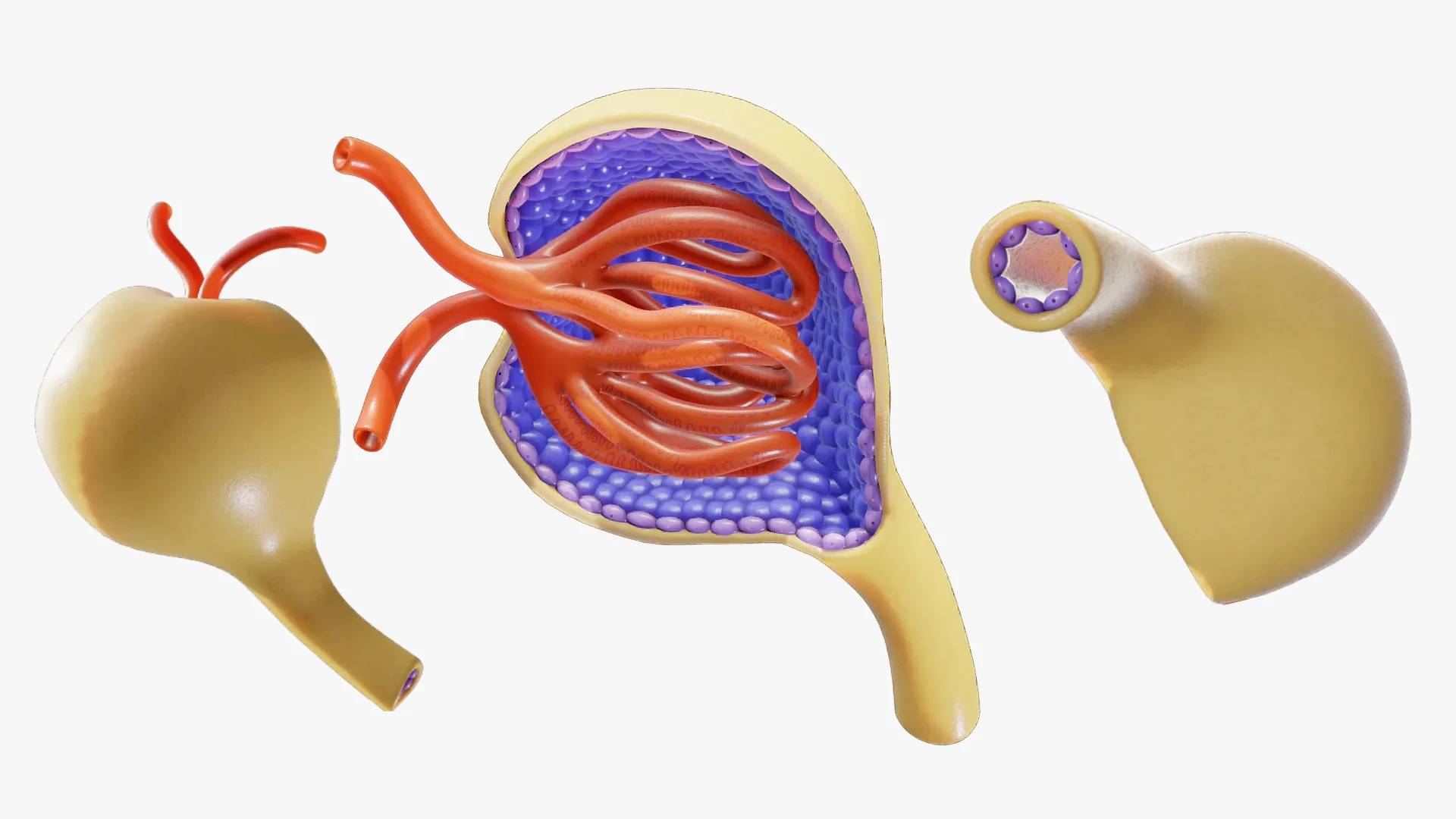 Glomerulus Anatomy