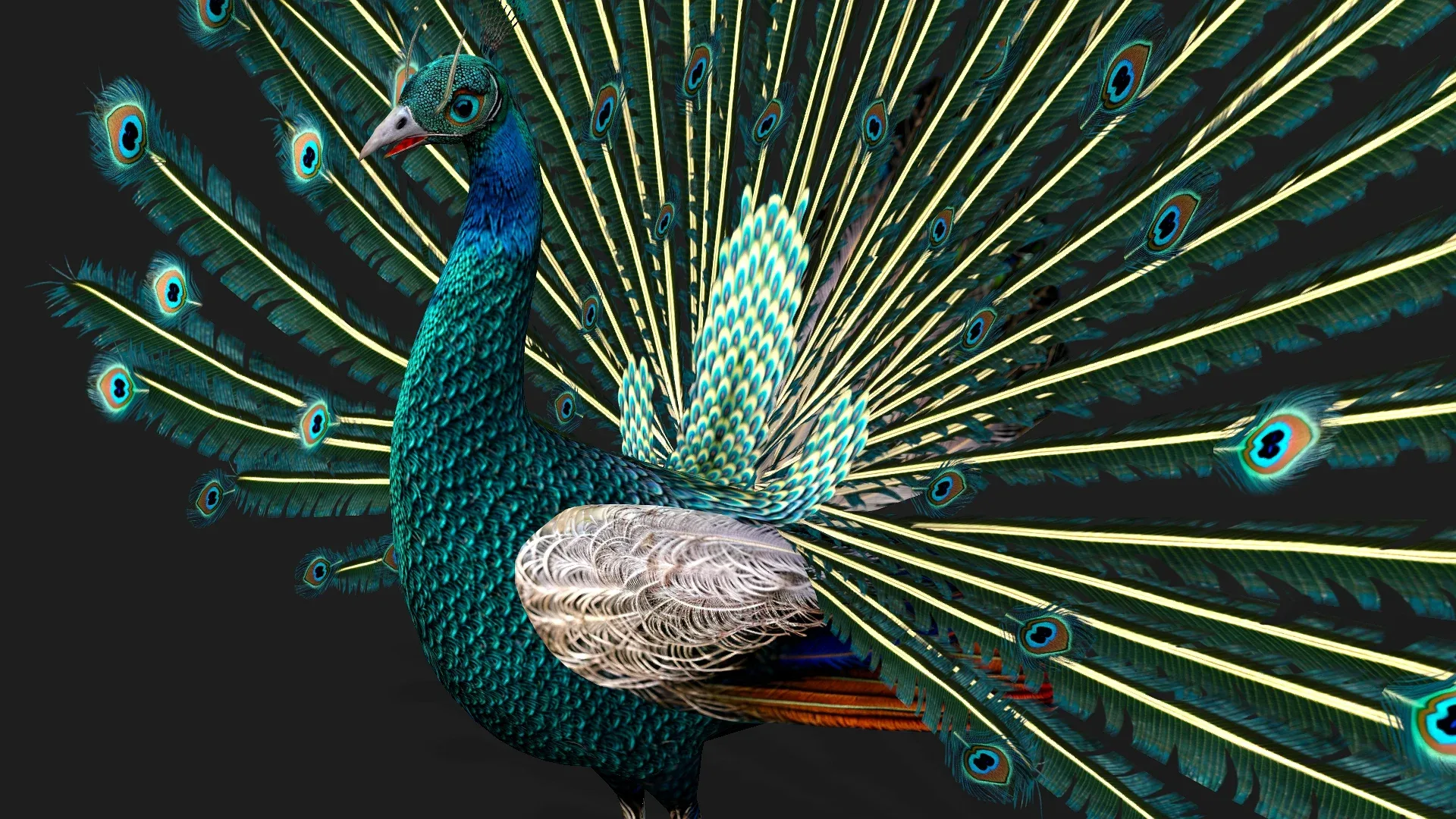 Peacock_V1E