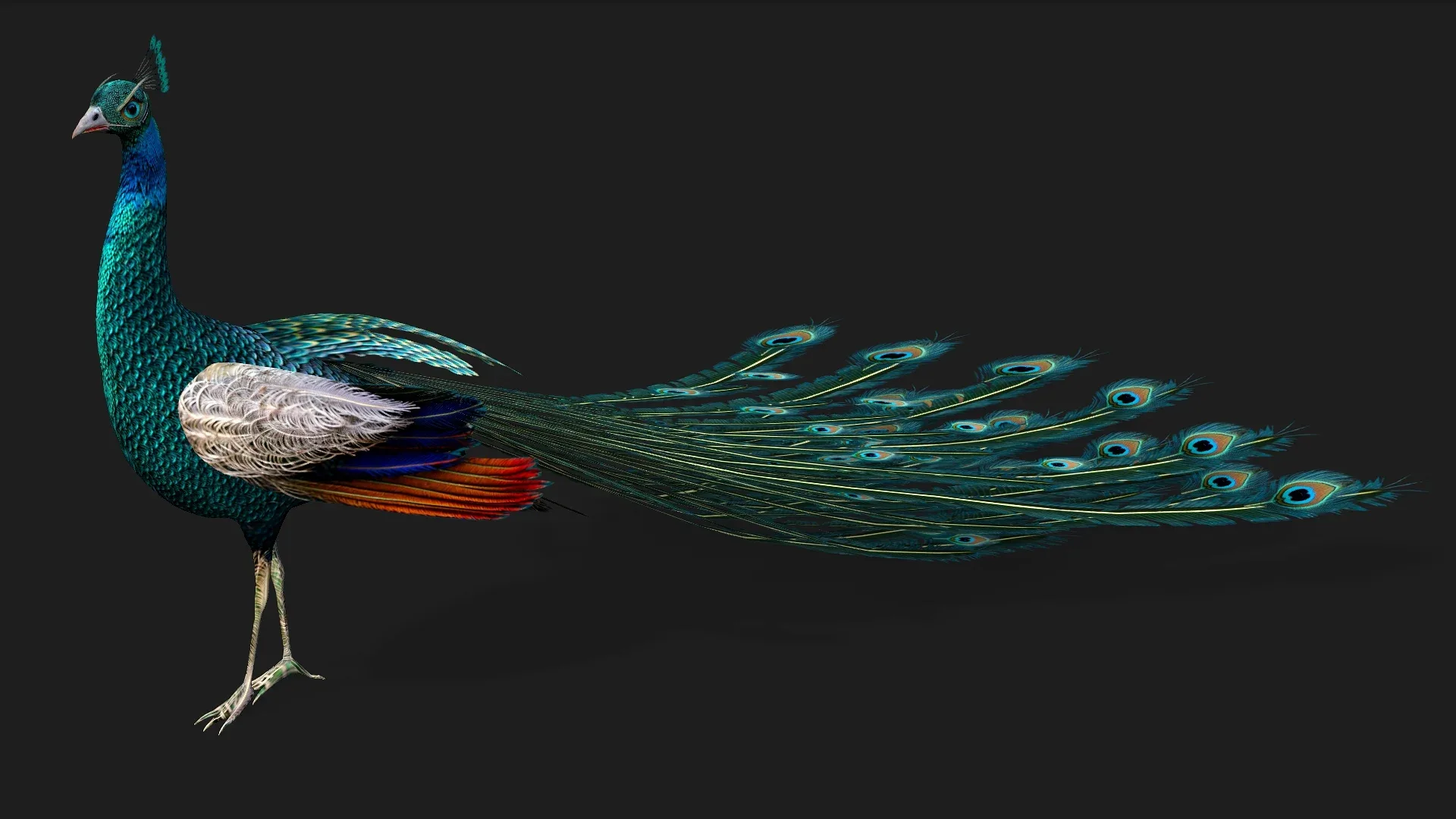 Peacock_V1E