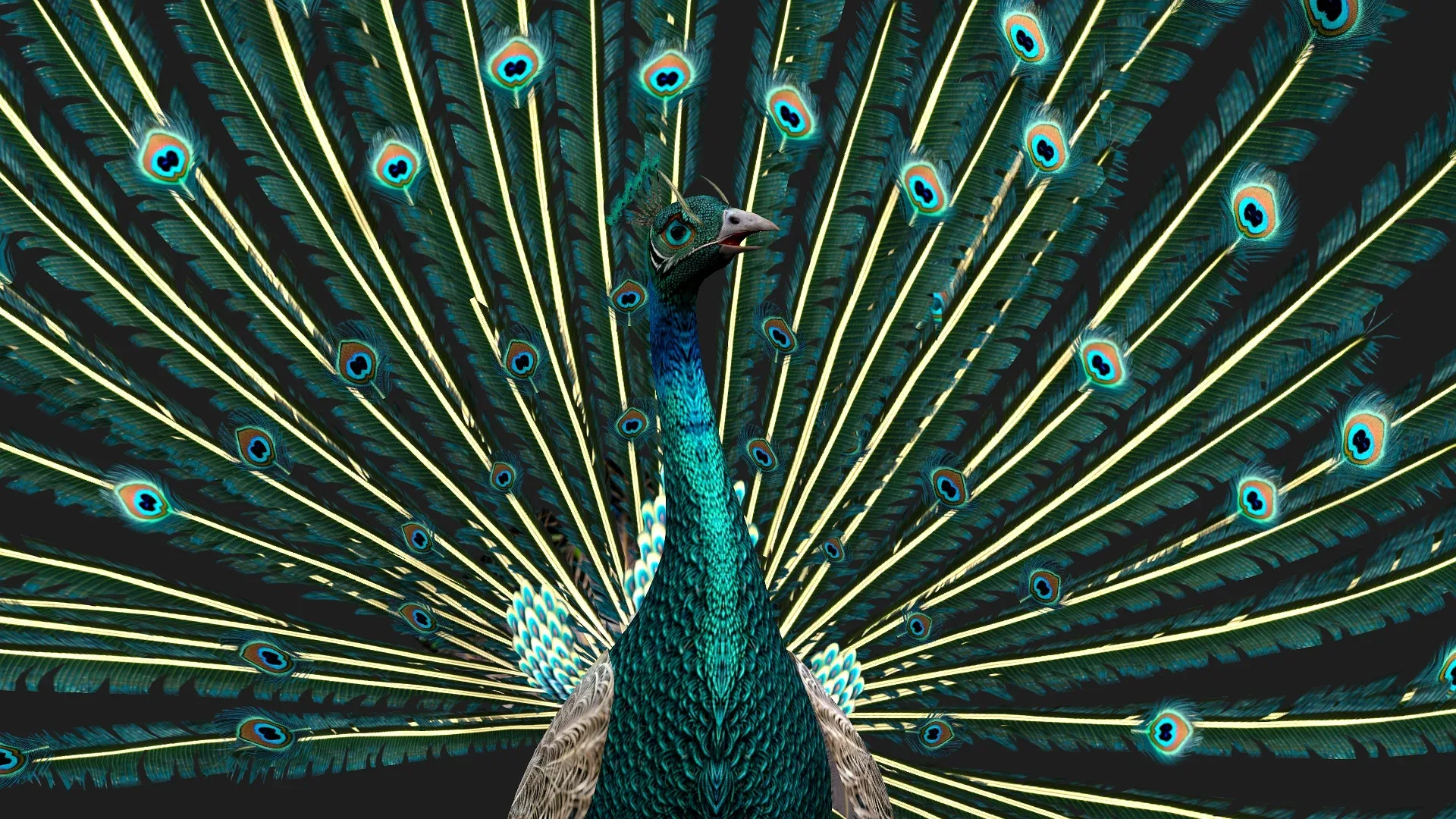 Peacock_V1E