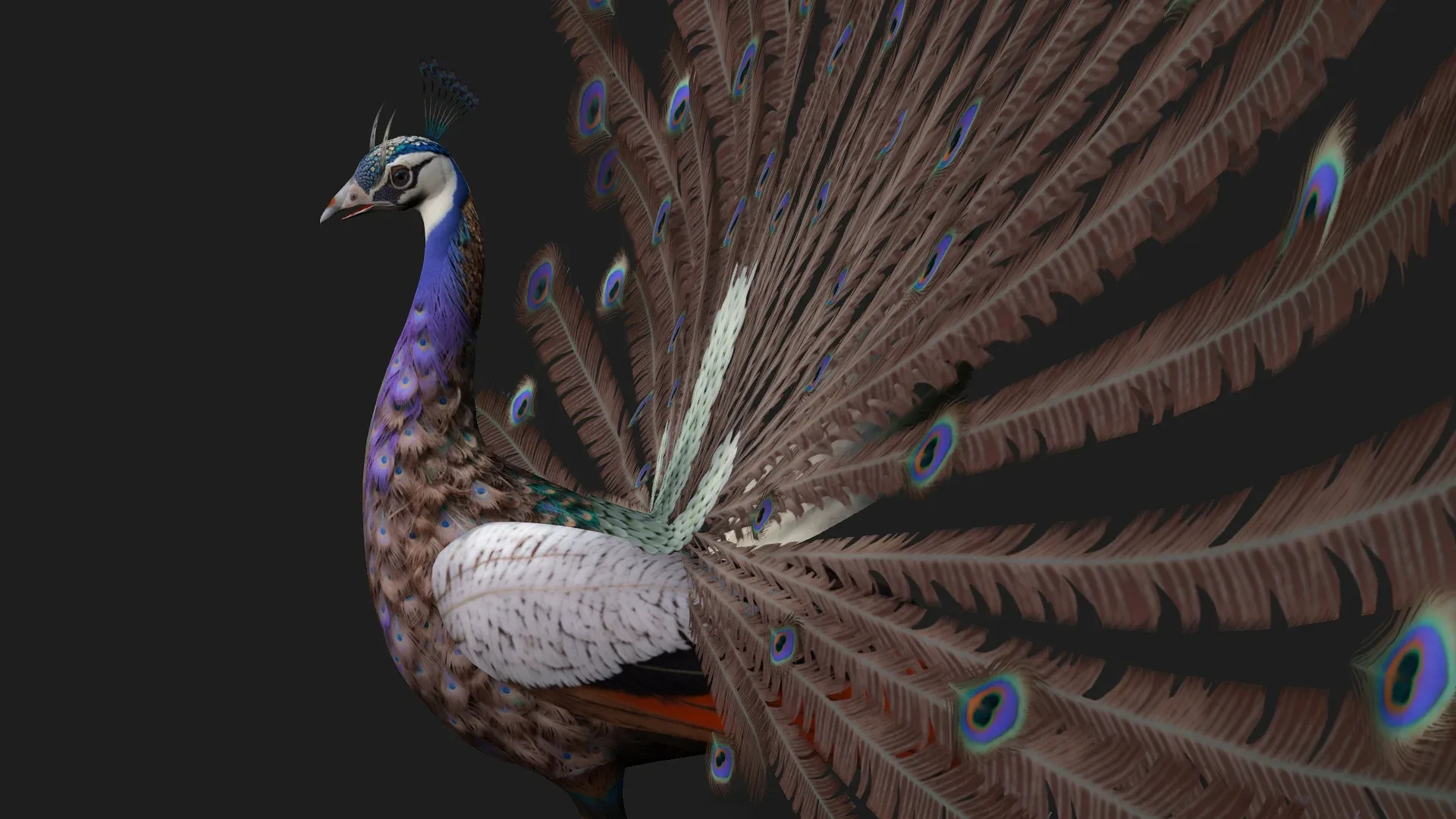 Peacock_V2E