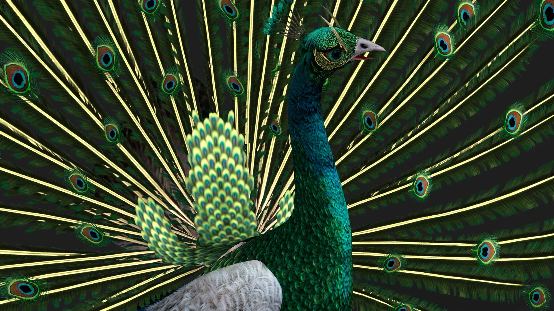 Peacock_V4E