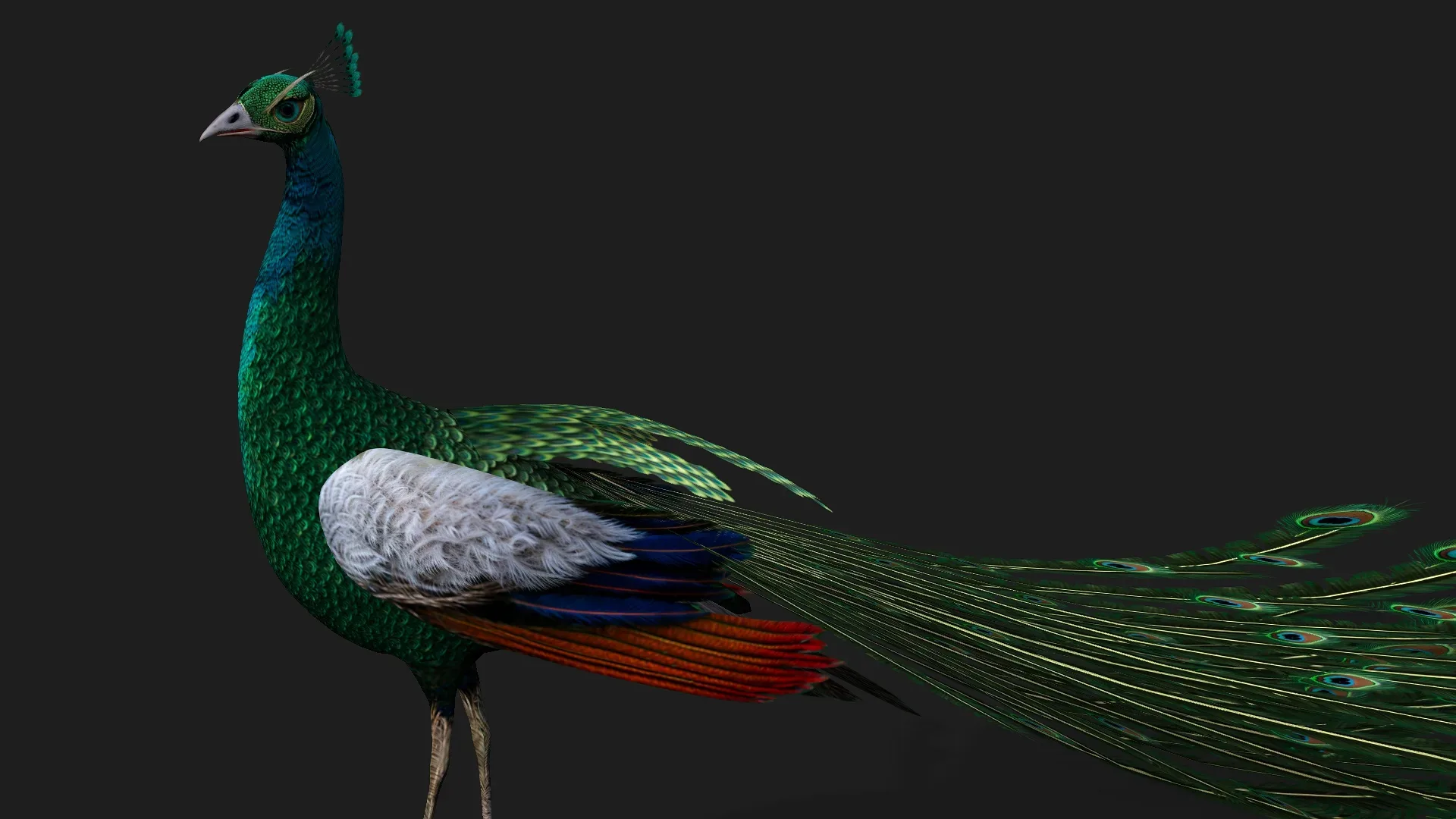 Peacock_V4E