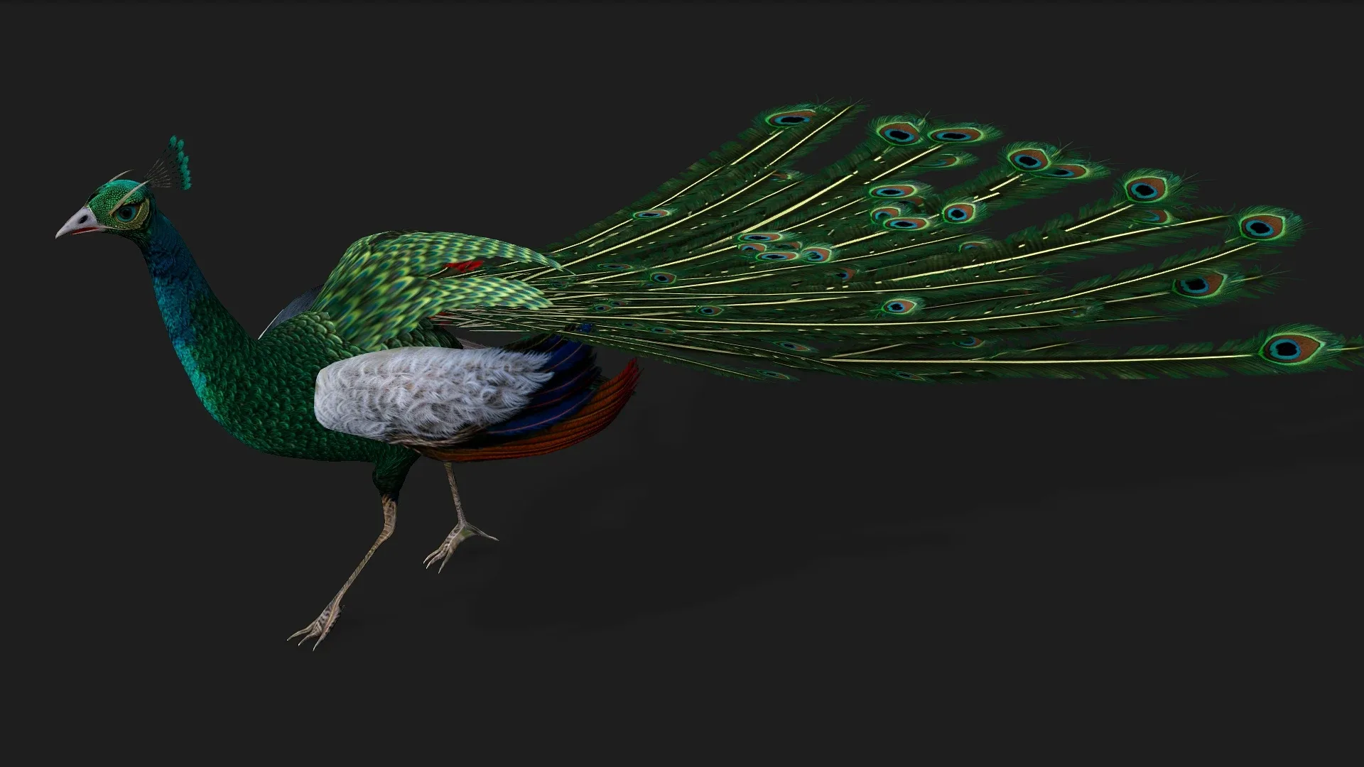 Peacock_V4E