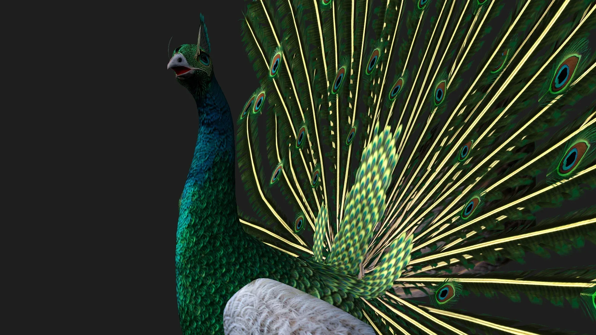 Peacock_V4E