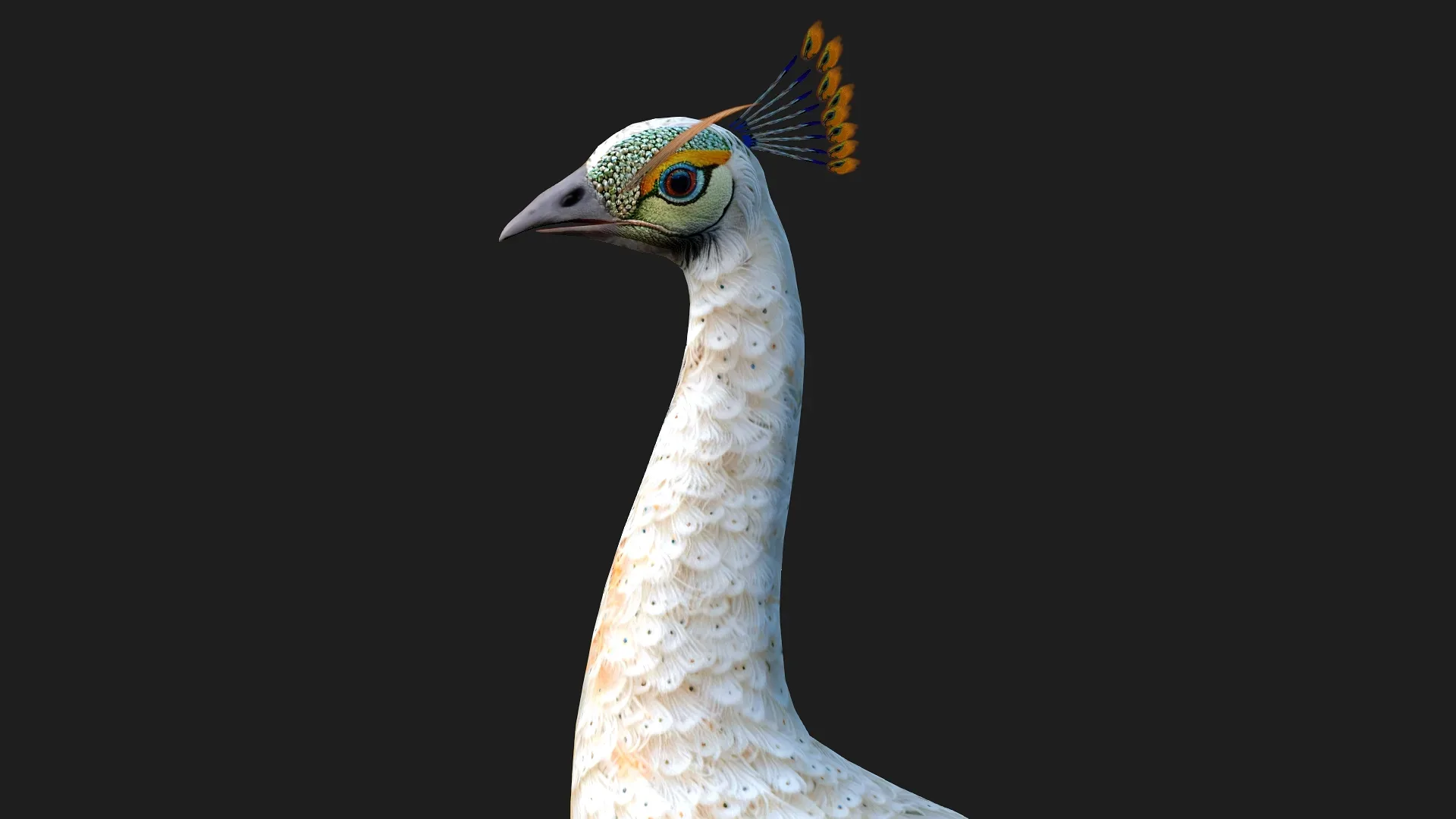 Peacock_V5E