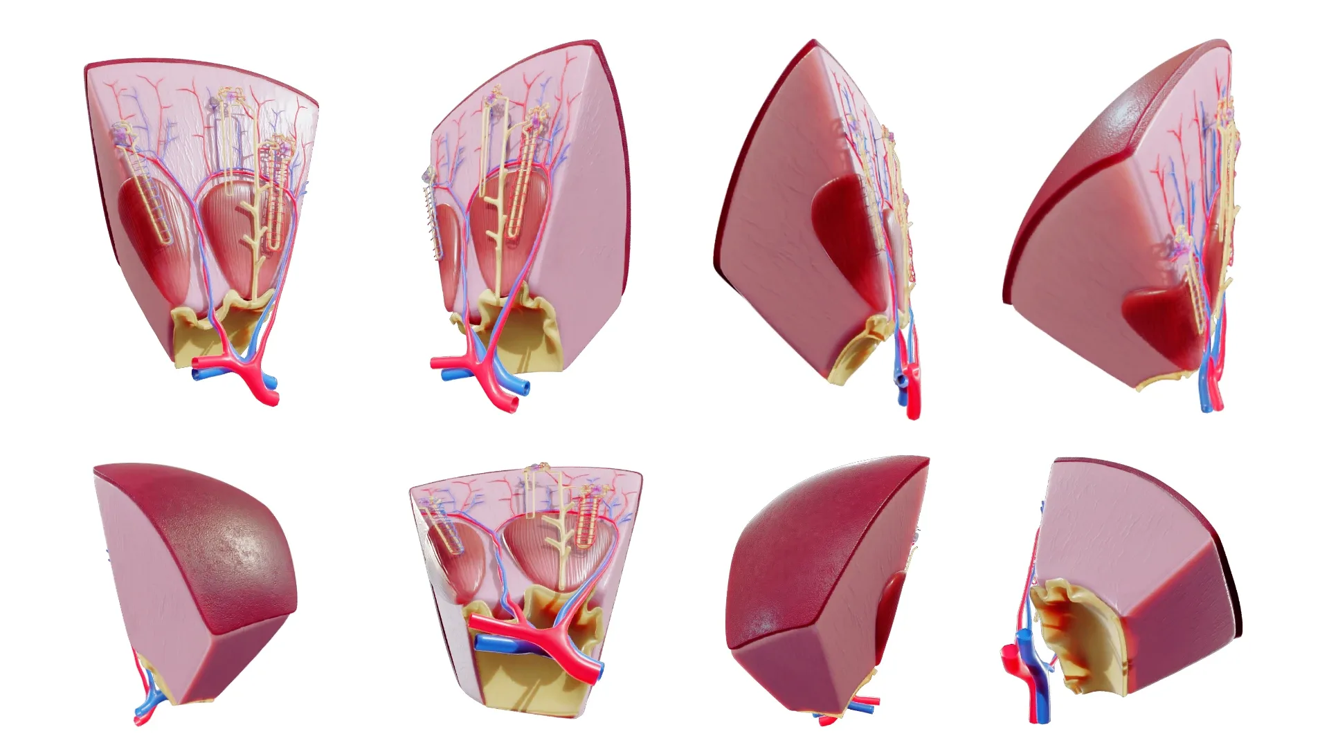 Kidney Nephron Structure Anatomy