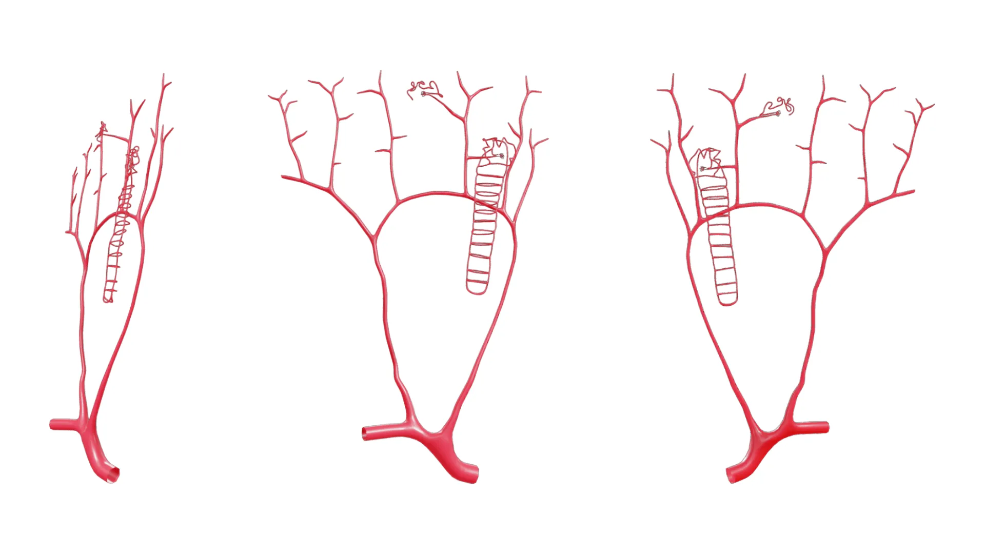 Kidney Nephron Structure Anatomy