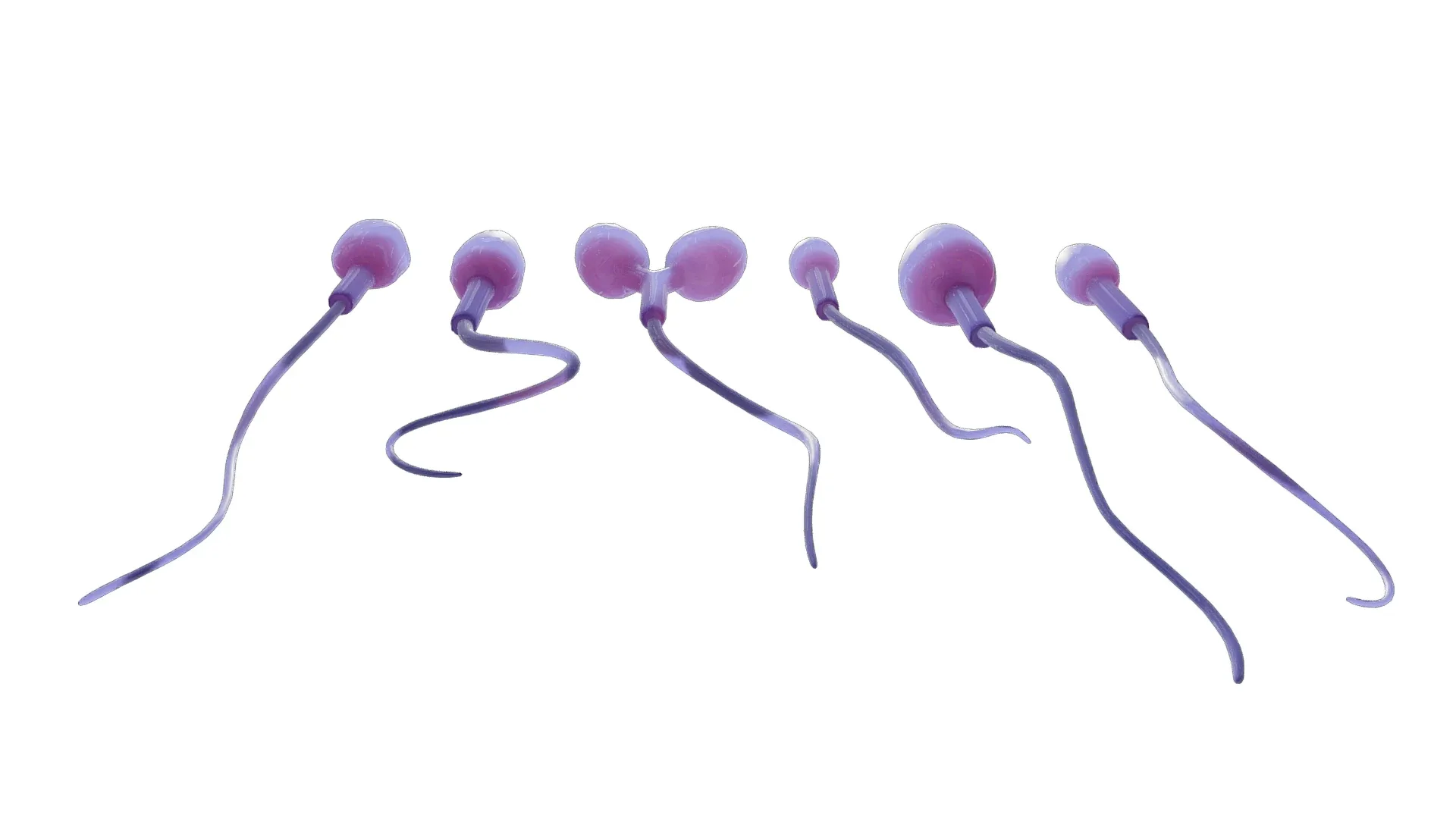 Sperm Morphology: Normal and Abnormal