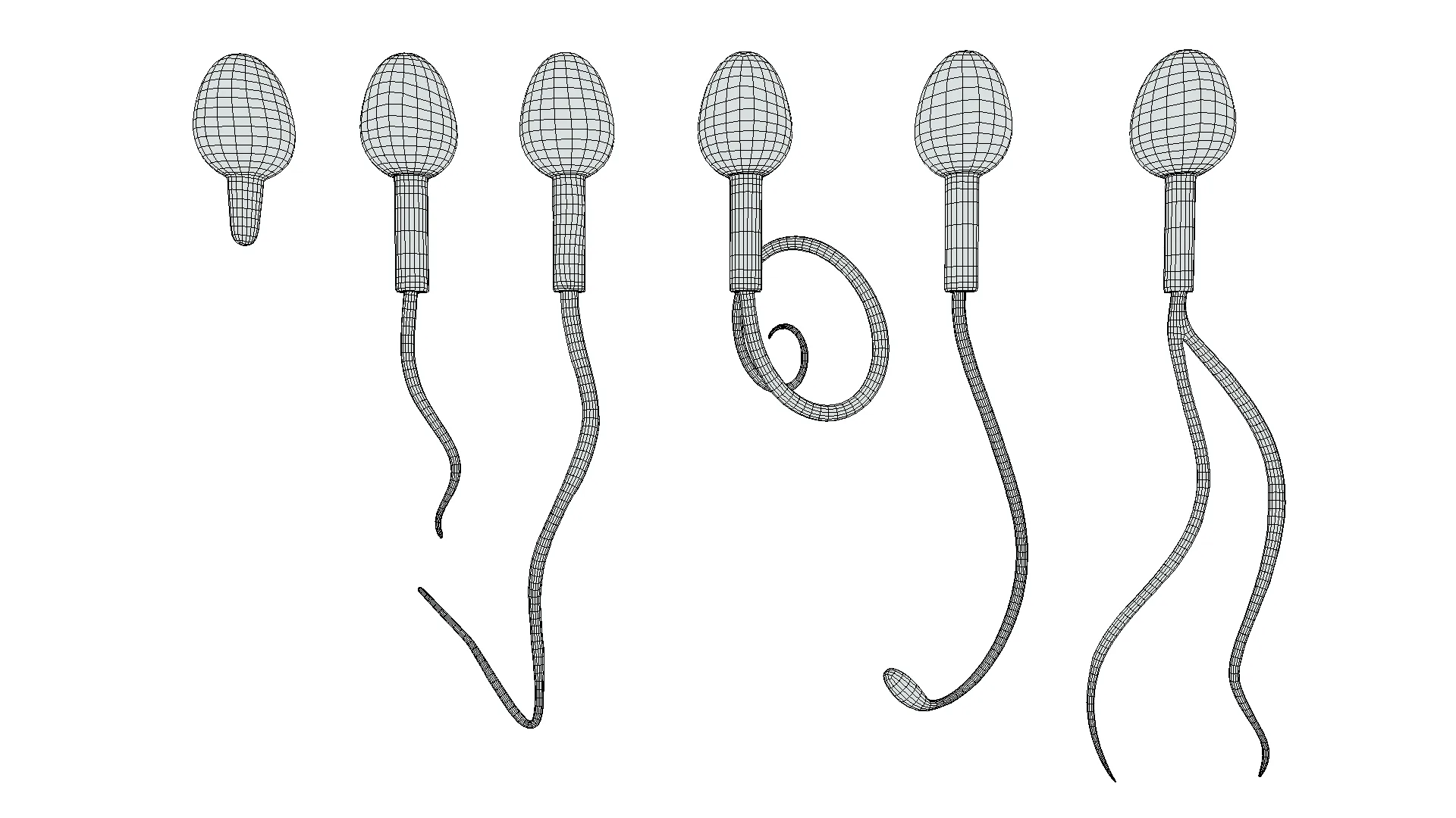 Sperm Morphology: Normal and Abnormal