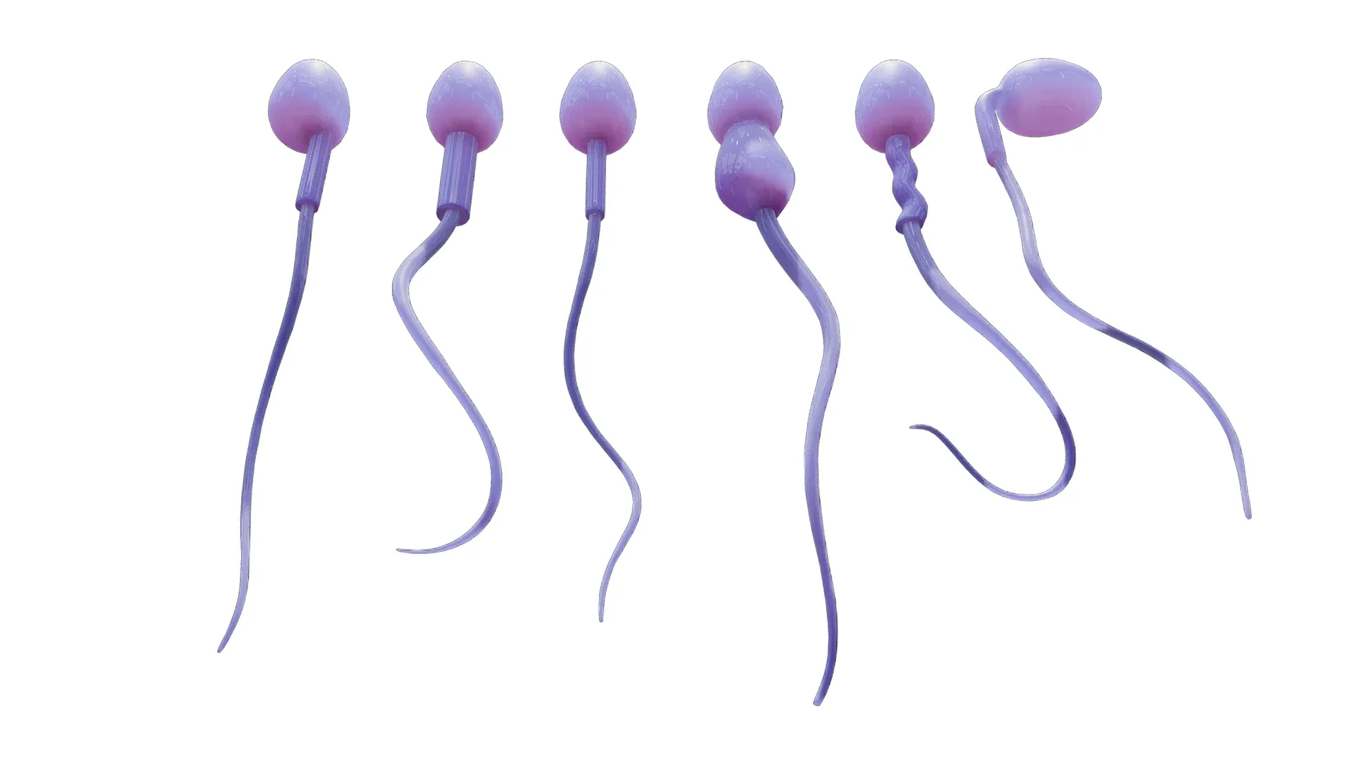 Sperm Morphology: Normal and Abnormal