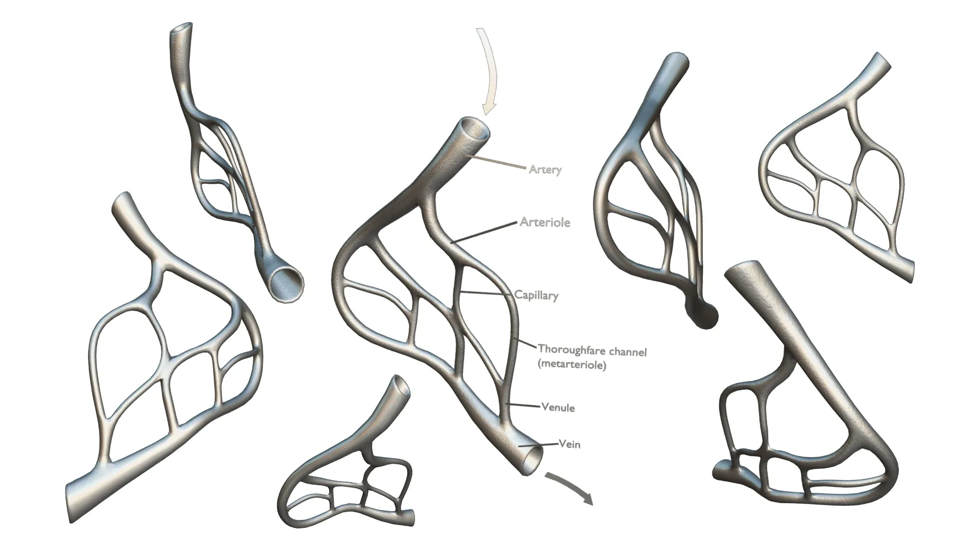 Blood Vessel Anatomy