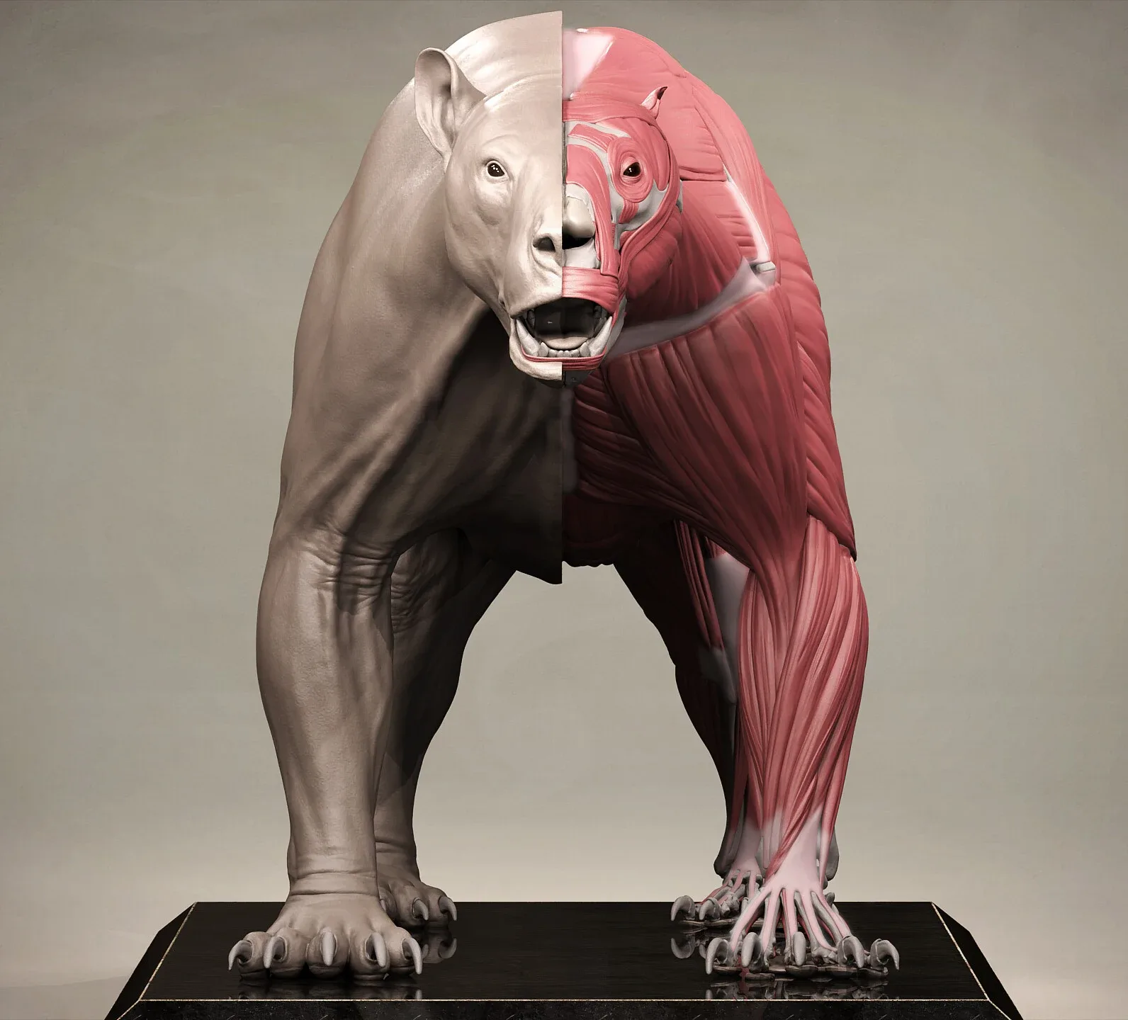 Grizzly Bear Anatomy Ecorche