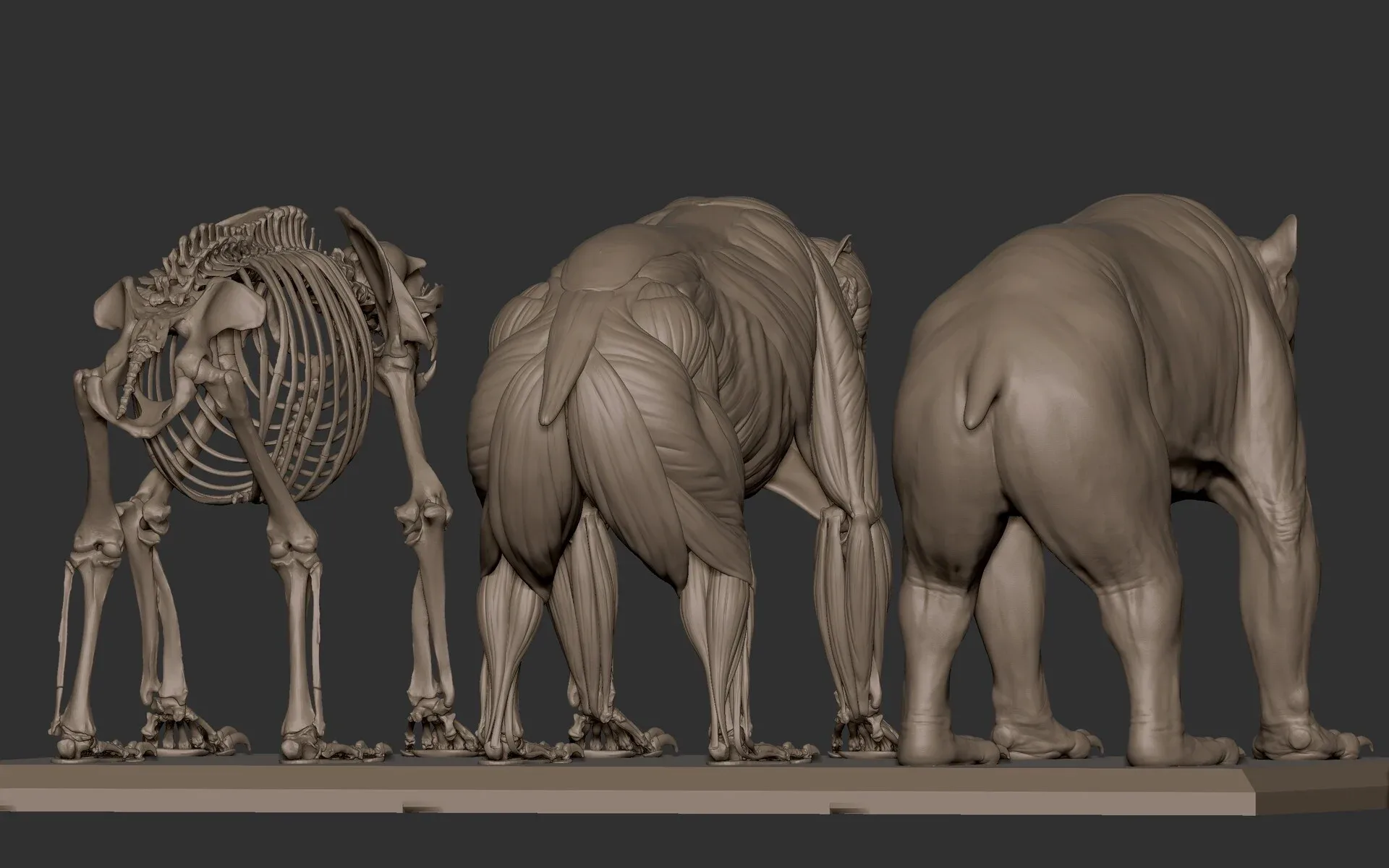 Grizzly Bear Anatomy Ecorche