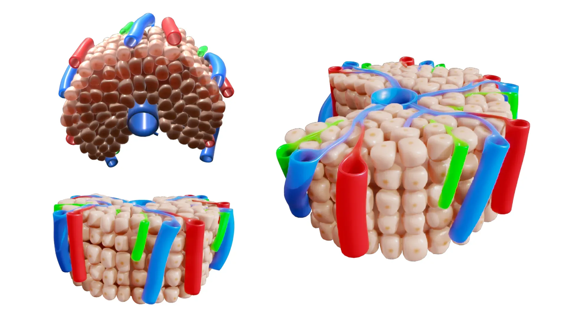 Hepatic Lobule Anatomy