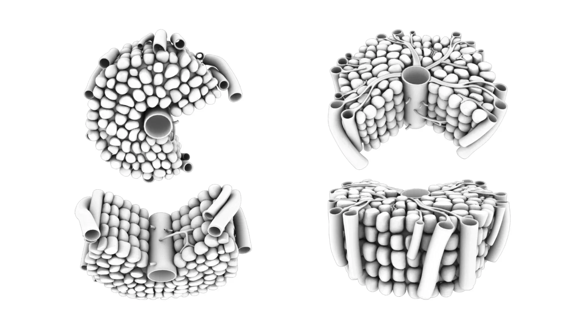 Hepatic Lobule Anatomy