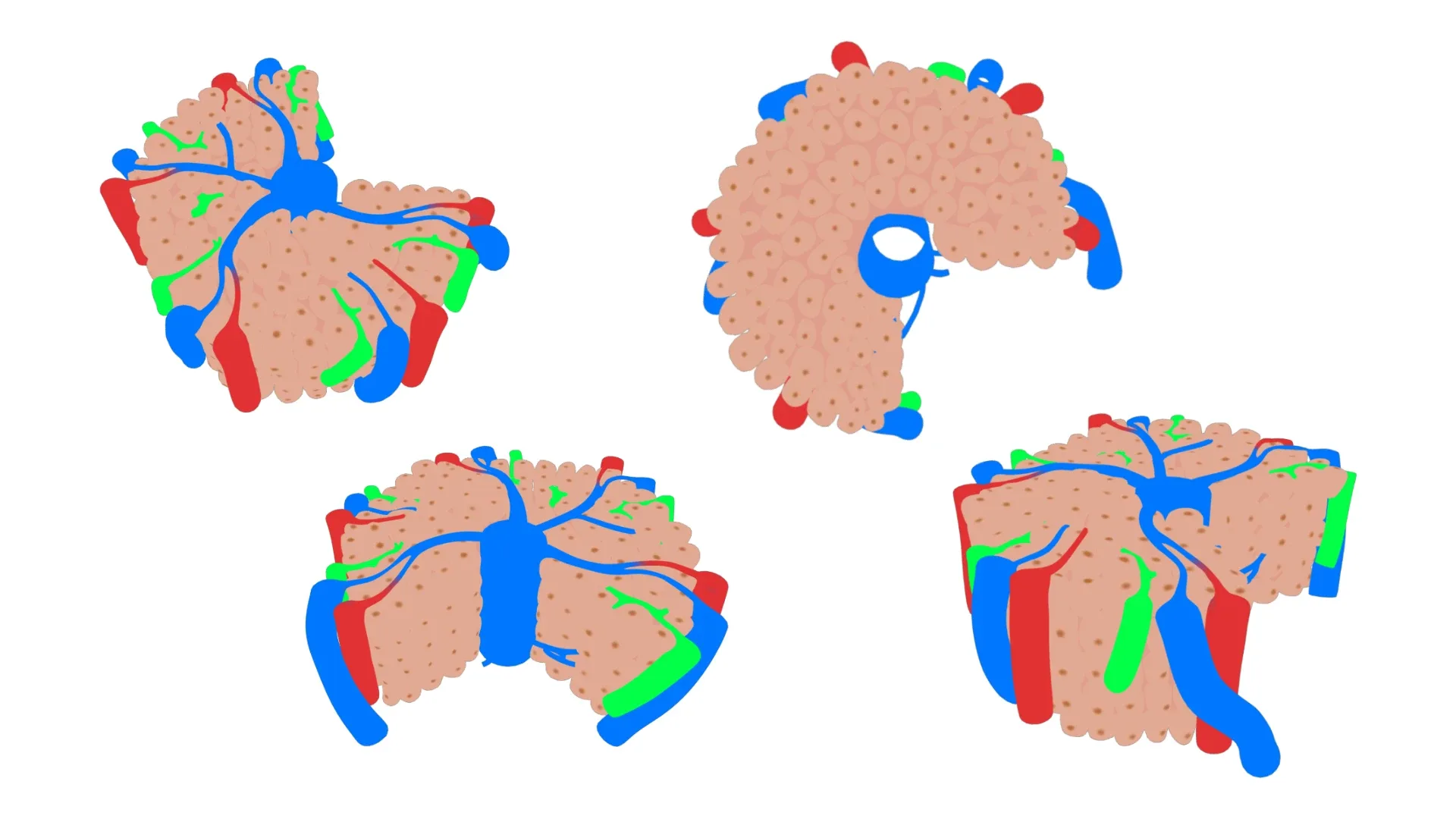 Hepatic Lobule Anatomy