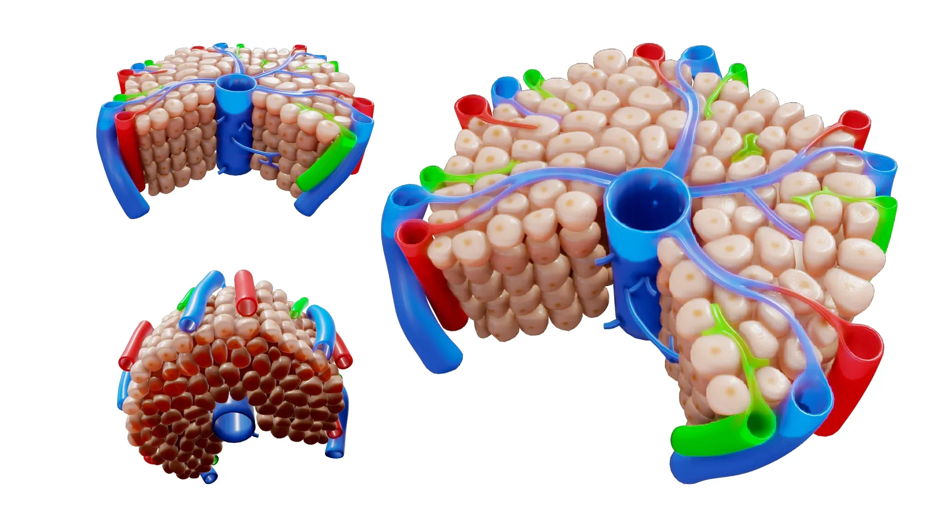 Hepatic Lobule Anatomy