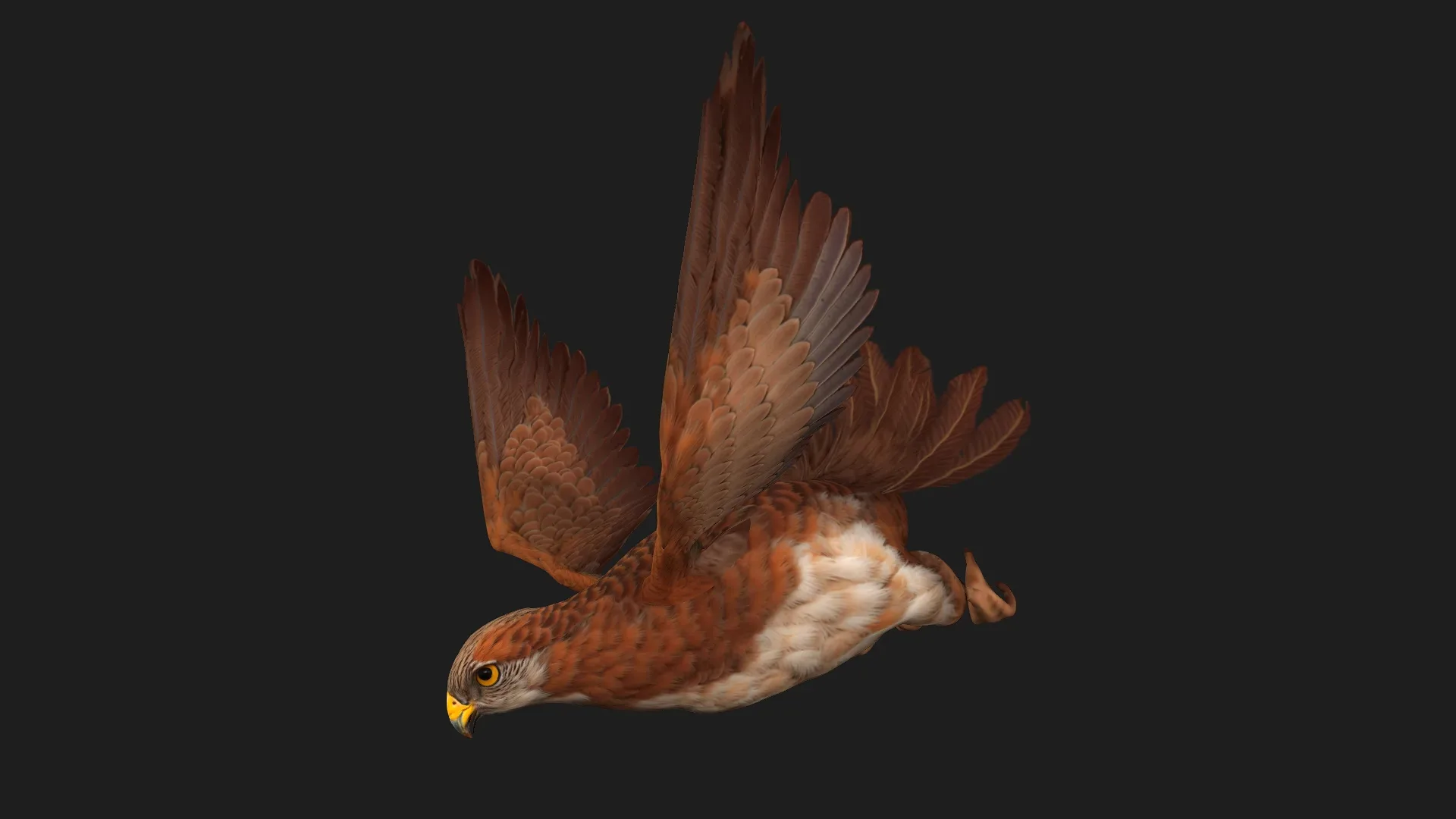 Kestrel_B1