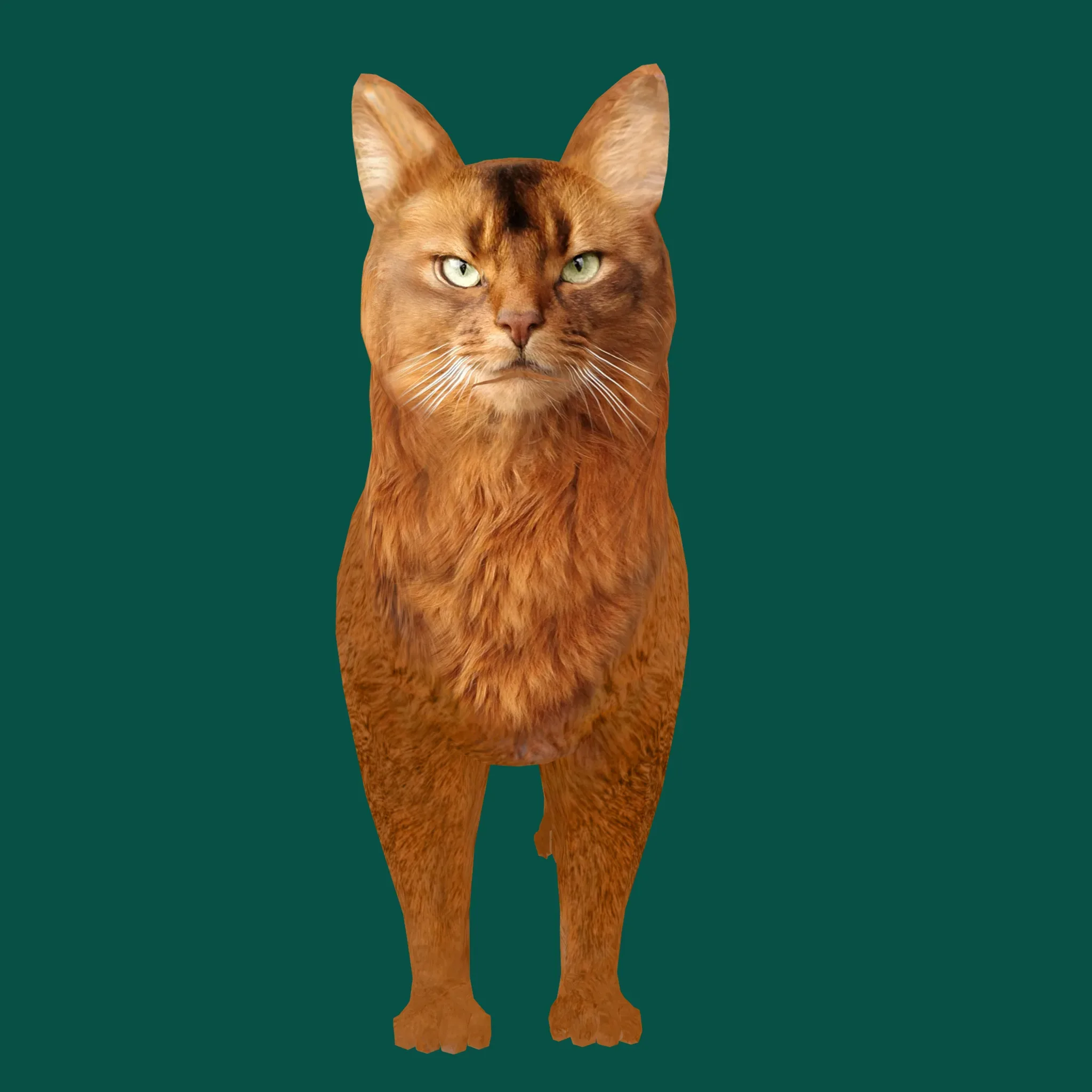 Somali Cat Animal