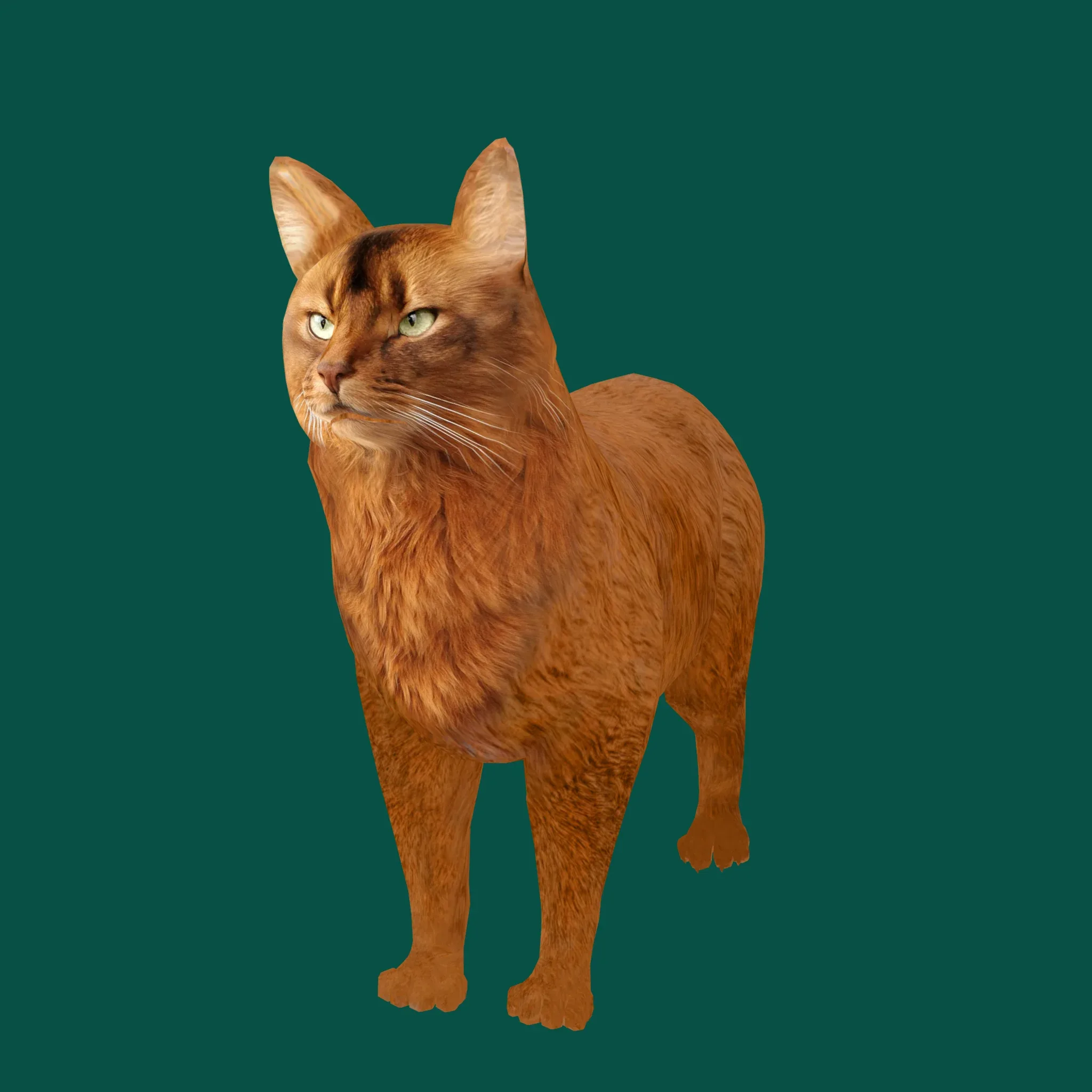 Somali Cat Animal