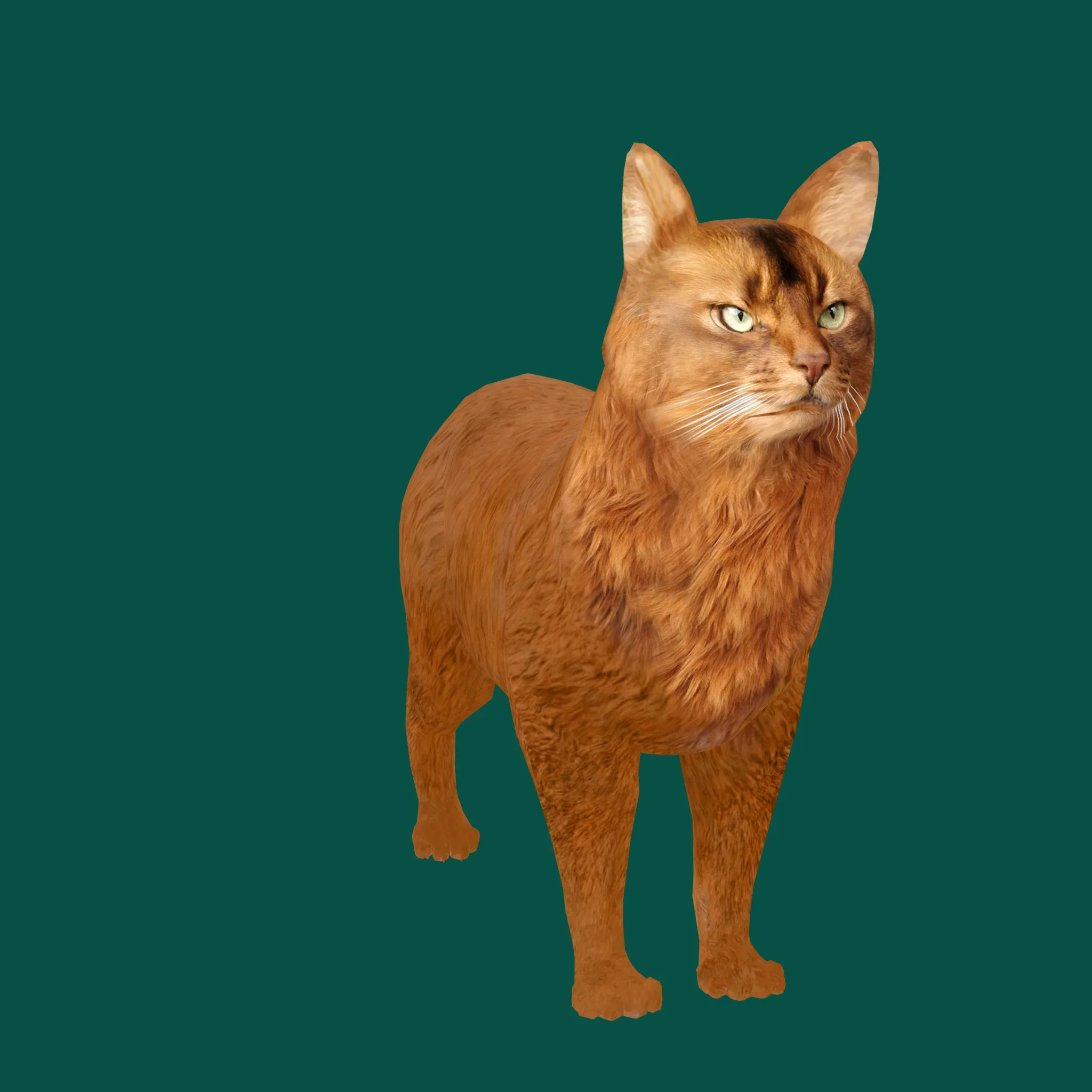 Somali Cat Animal