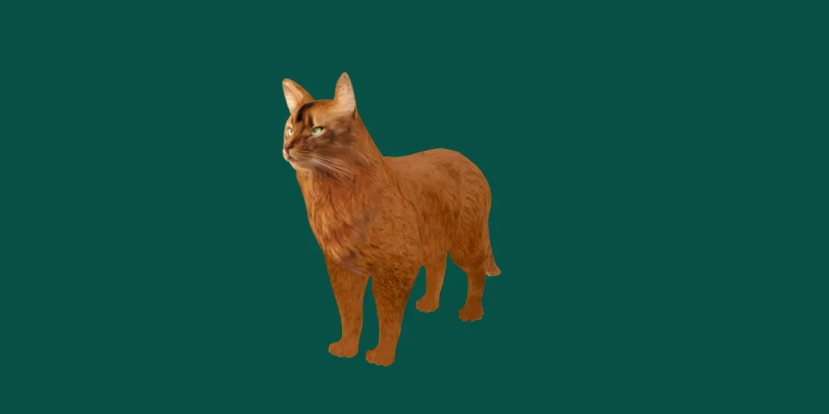 Somali Cat Animal