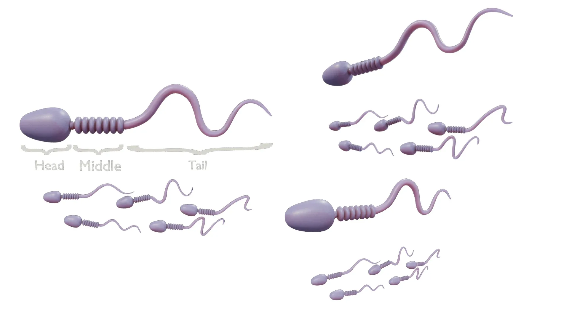 Sperm Cell Anatomy