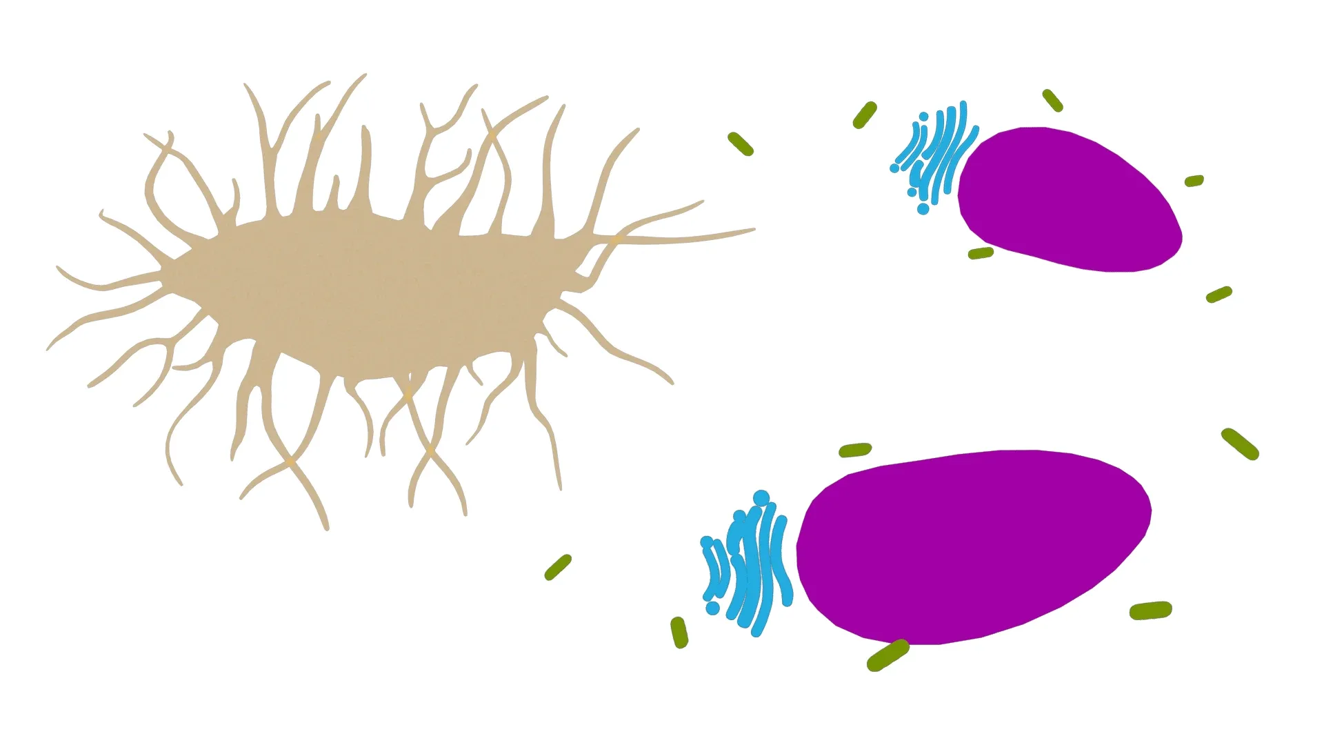 Osteocyte Bone Cell