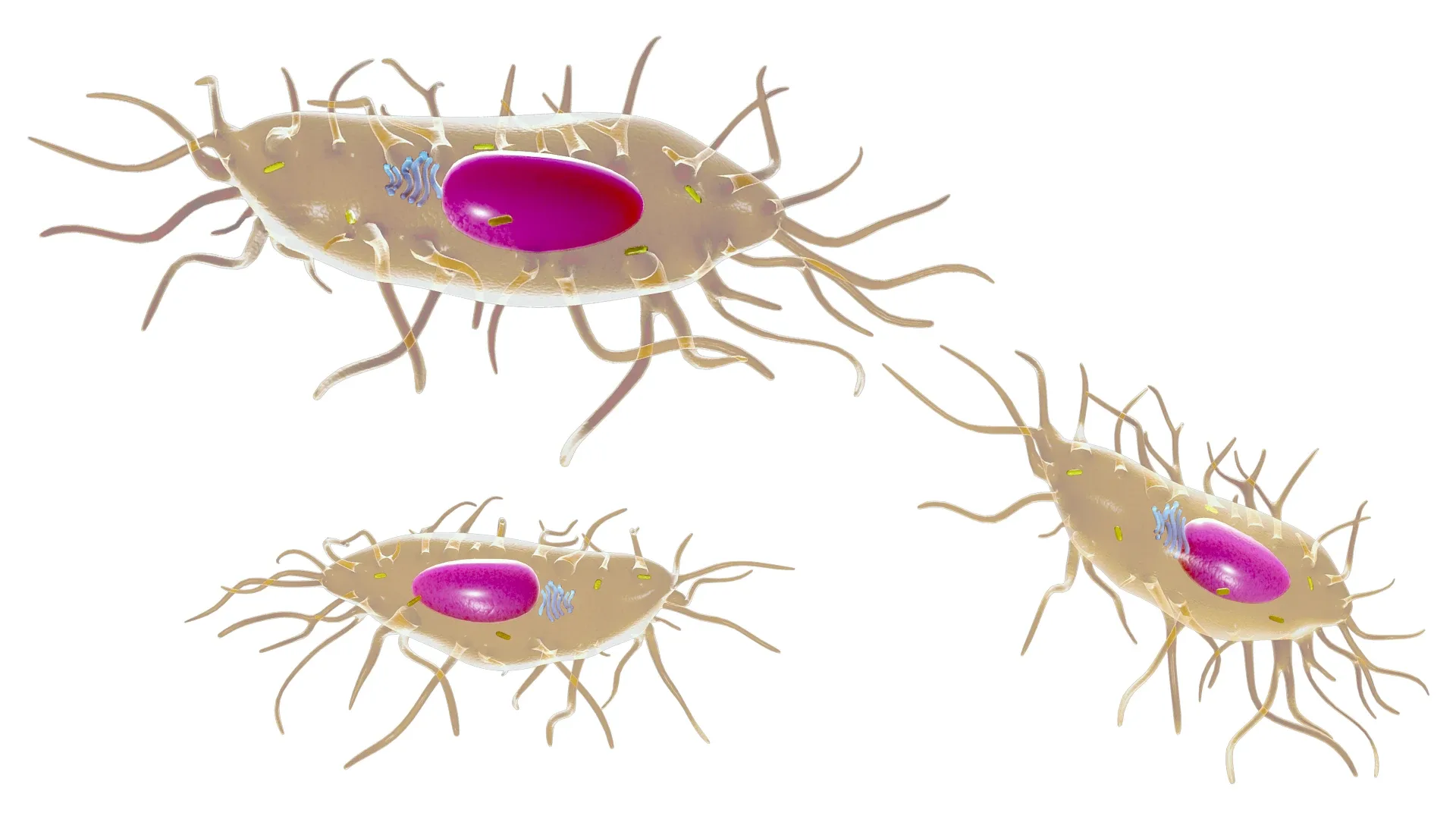 Osteocyte Bone Cell