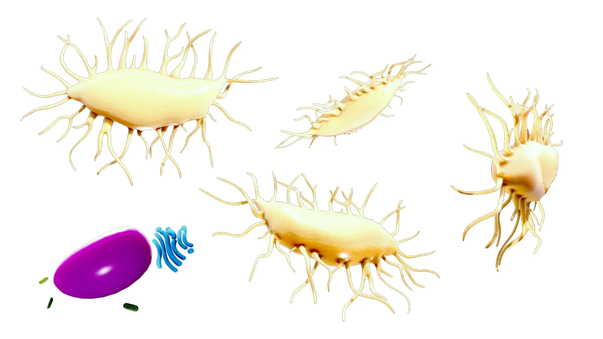 Osteocyte Bone Cell