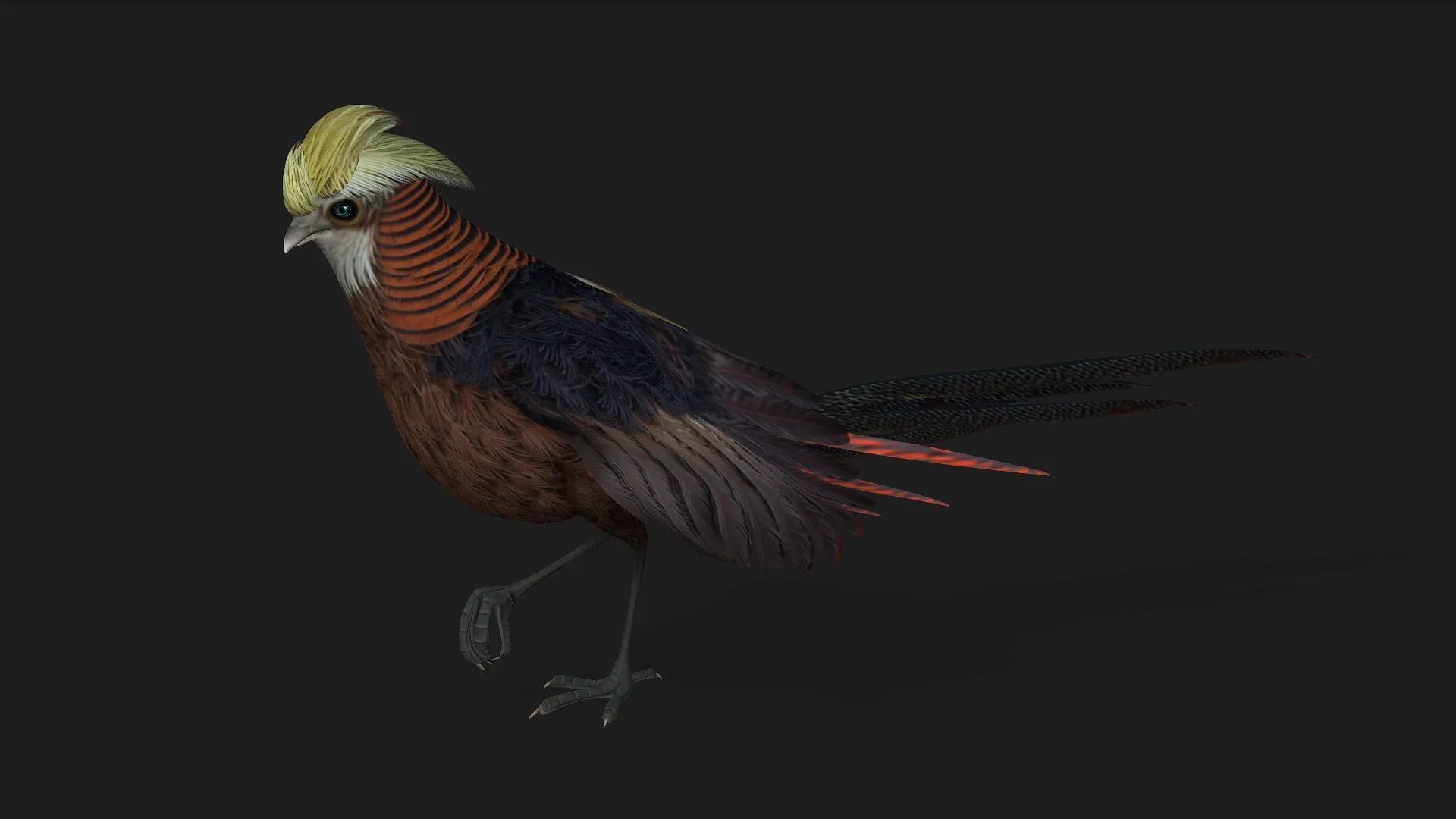 Pheasant_A1